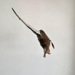 Taxidermy Duck, 1980s