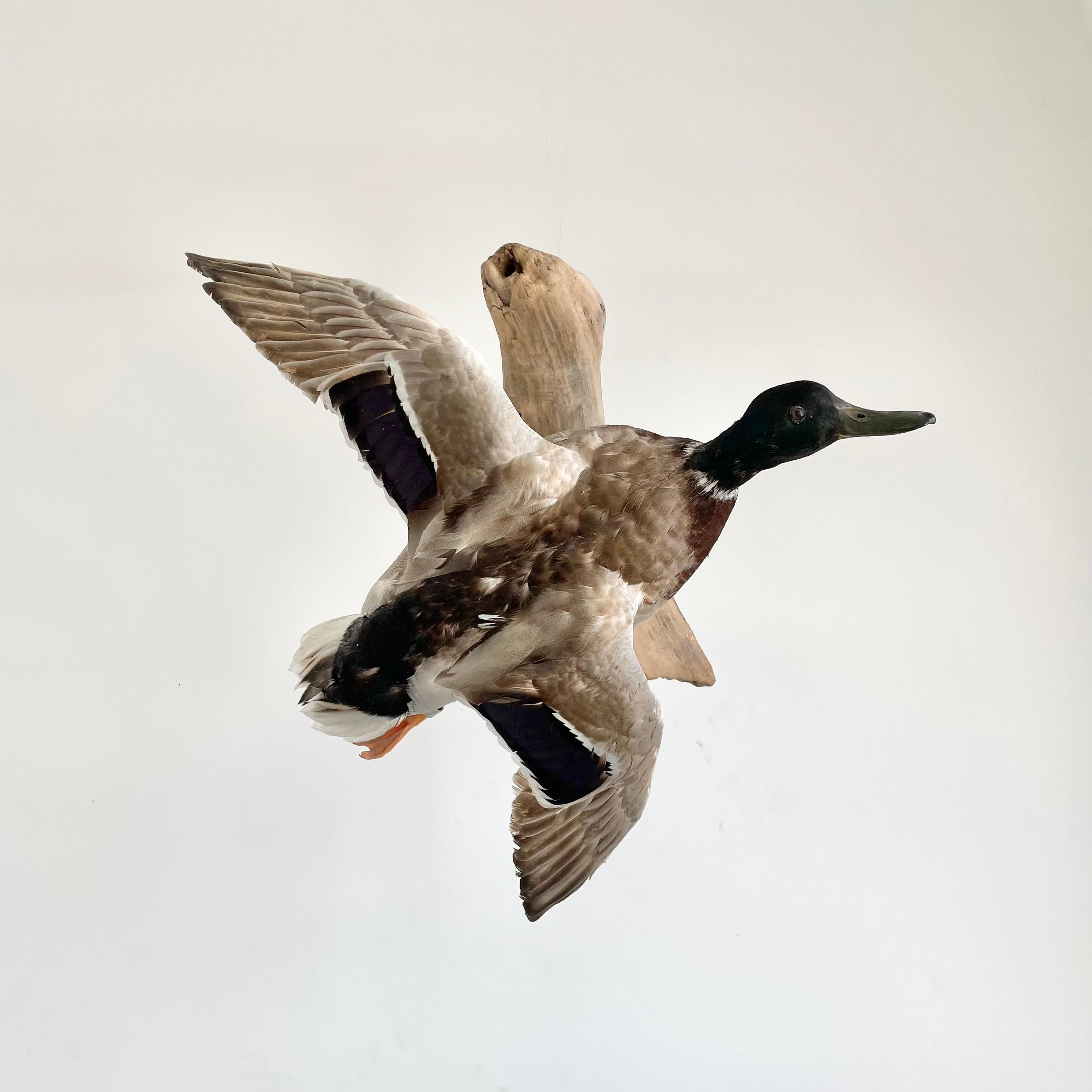 Taxidermy duck in flight with wooden mount. Beautiful coloring with feathers ranging from dark purple to white, tan, black and emerald green. Feet and bill are a bright orange. Good overall condition. Good presence. Metal loop on back of wood for