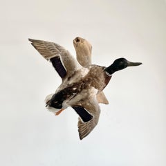 Taxidermy Duck, 1980s