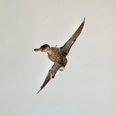 Taxidermy Duck, 1980s