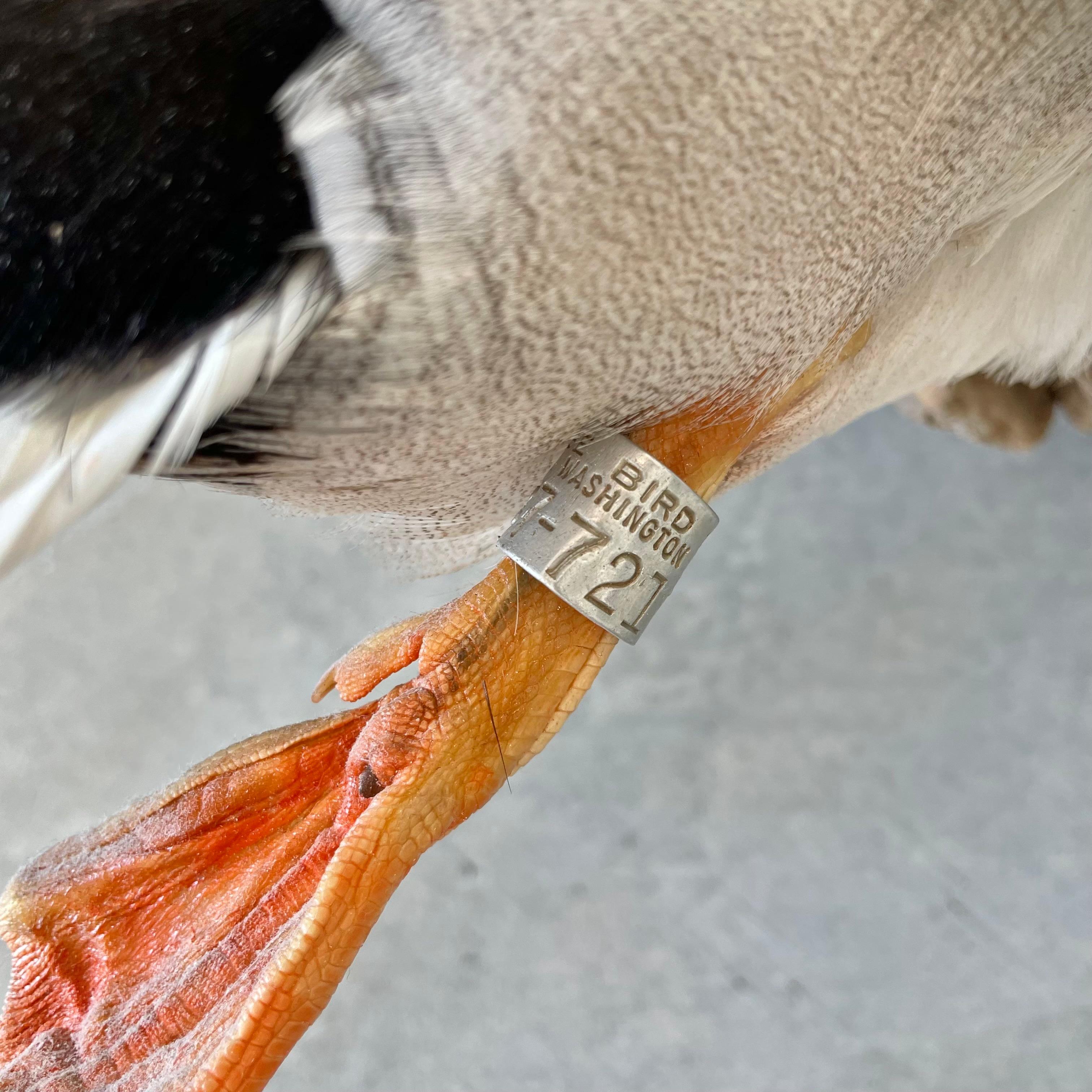 black duck mount