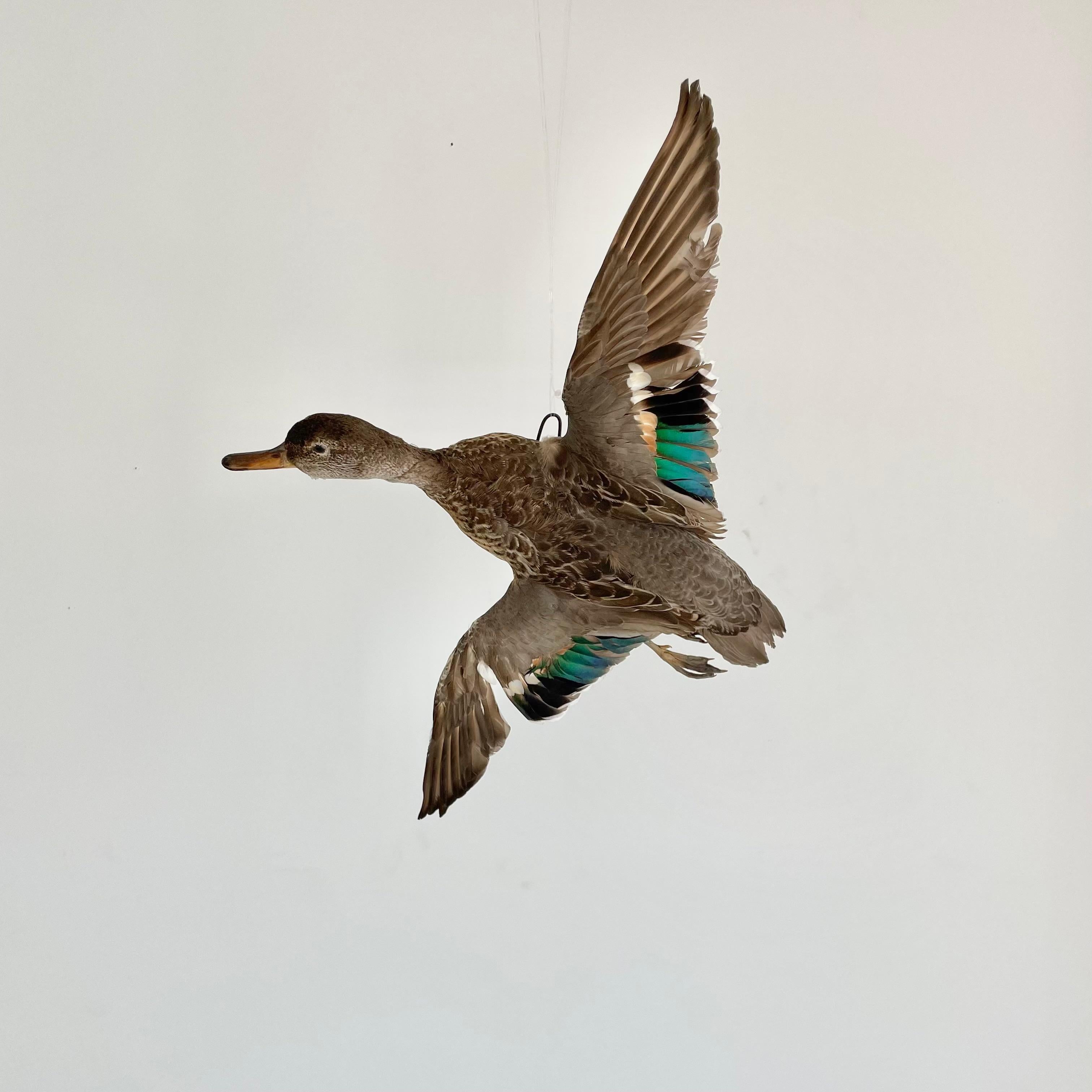 duck mount for sale