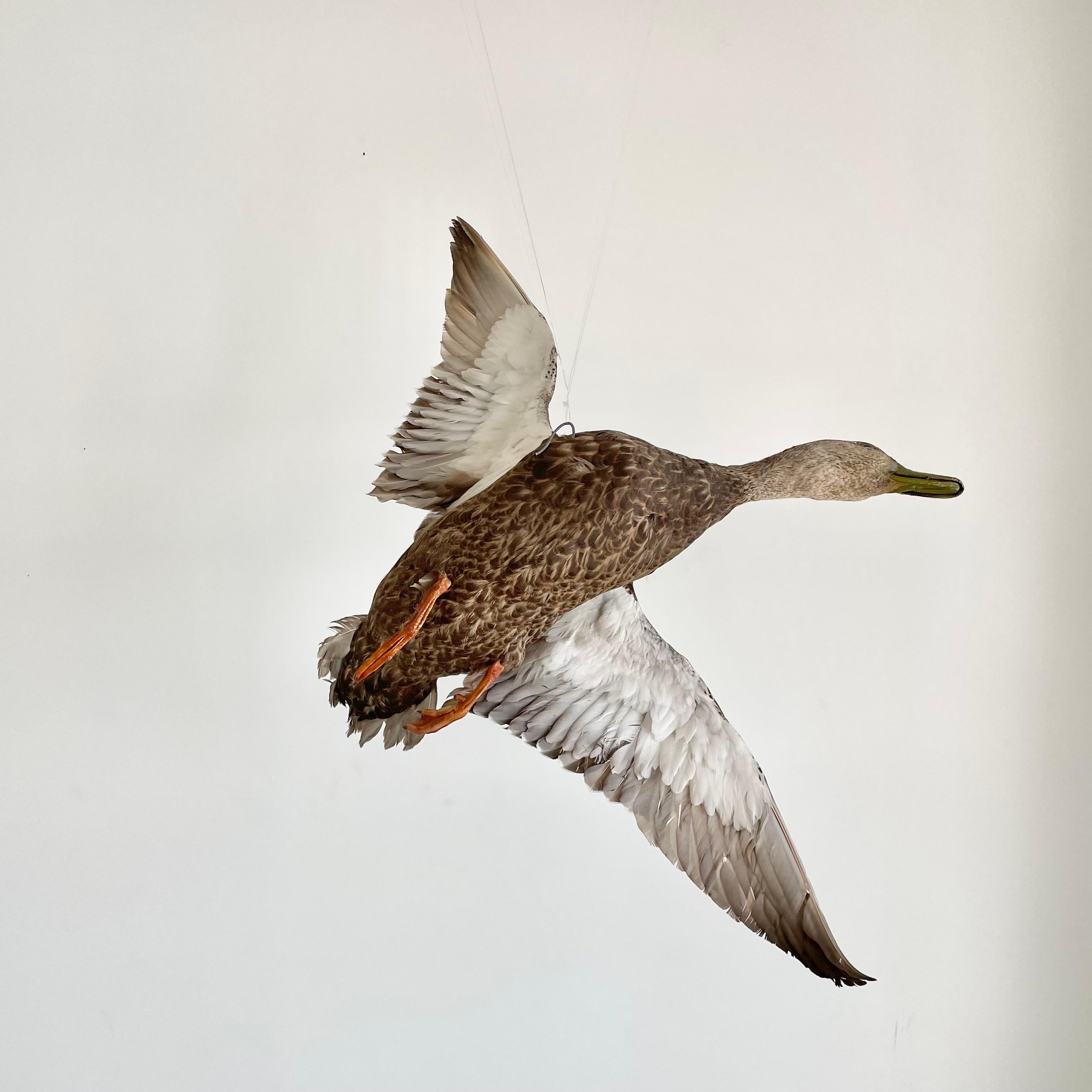 Taxidermy Duck, 1980s In Good Condition In Los Angeles, CA