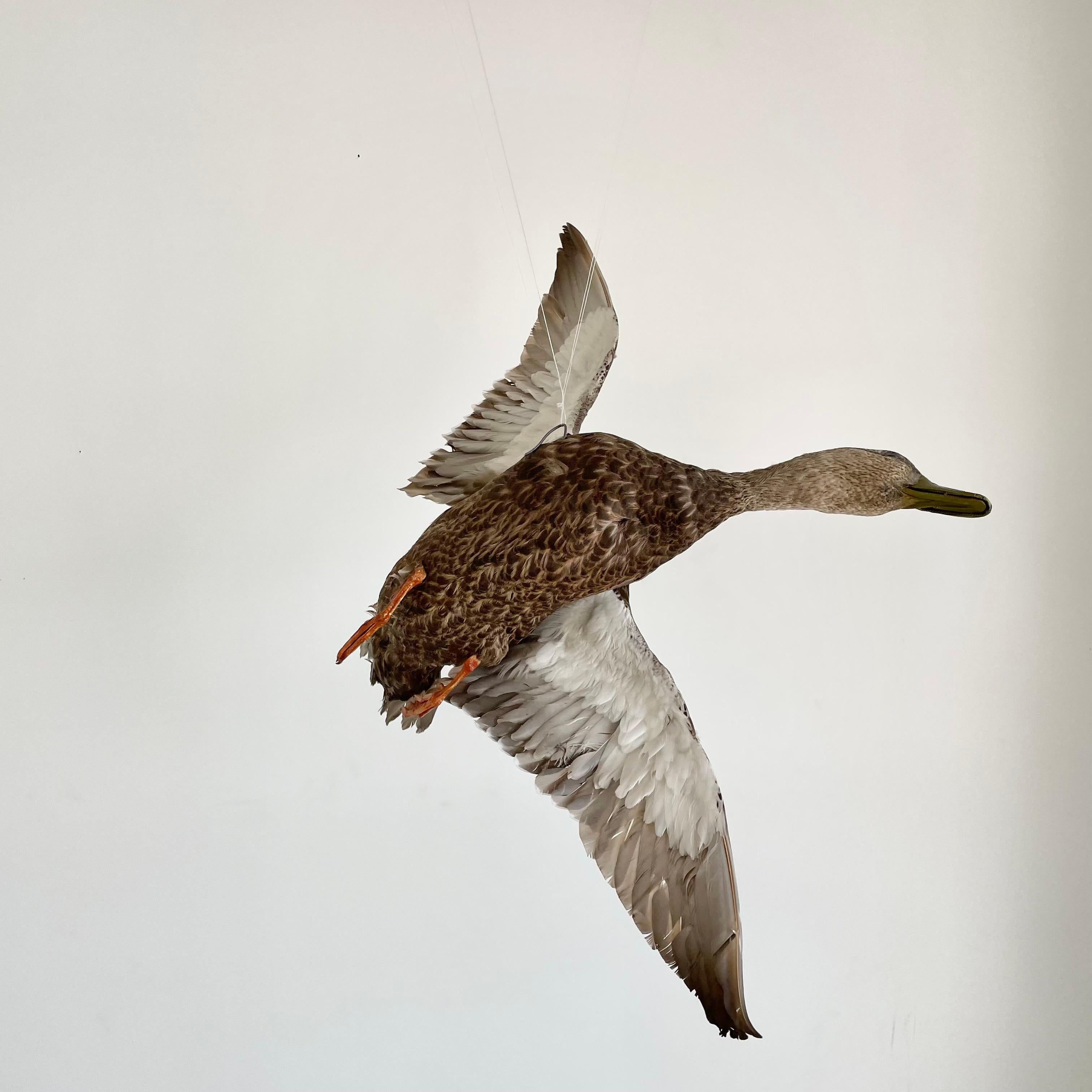 Late 20th Century Taxidermy Duck, 1980s