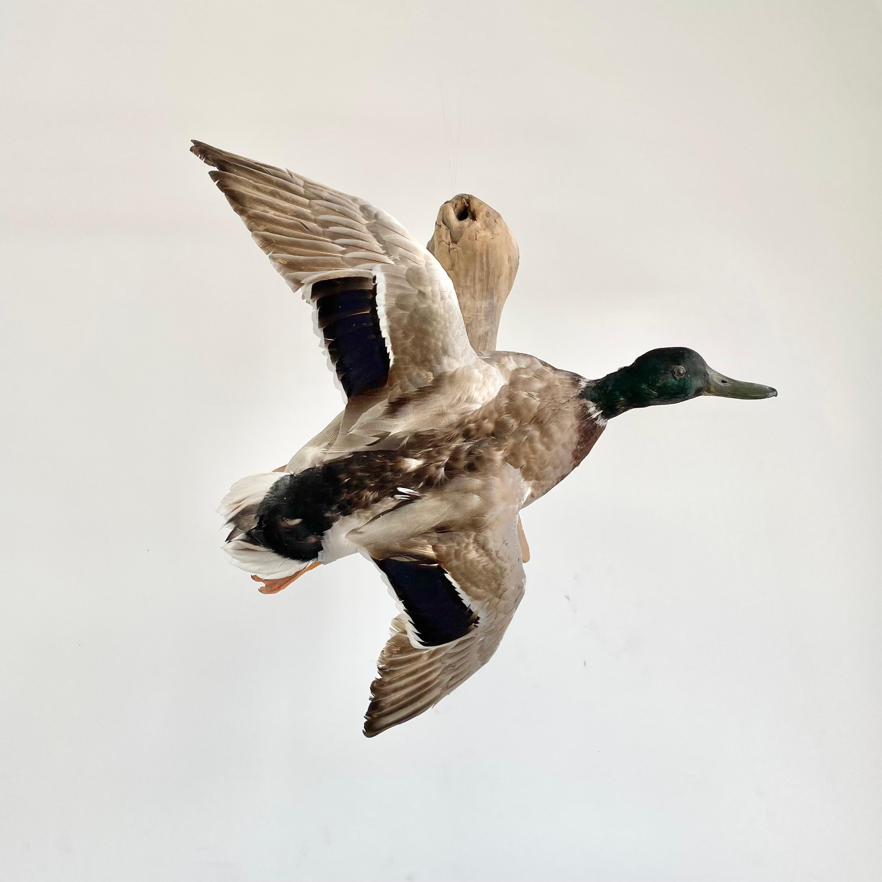 black duck mount