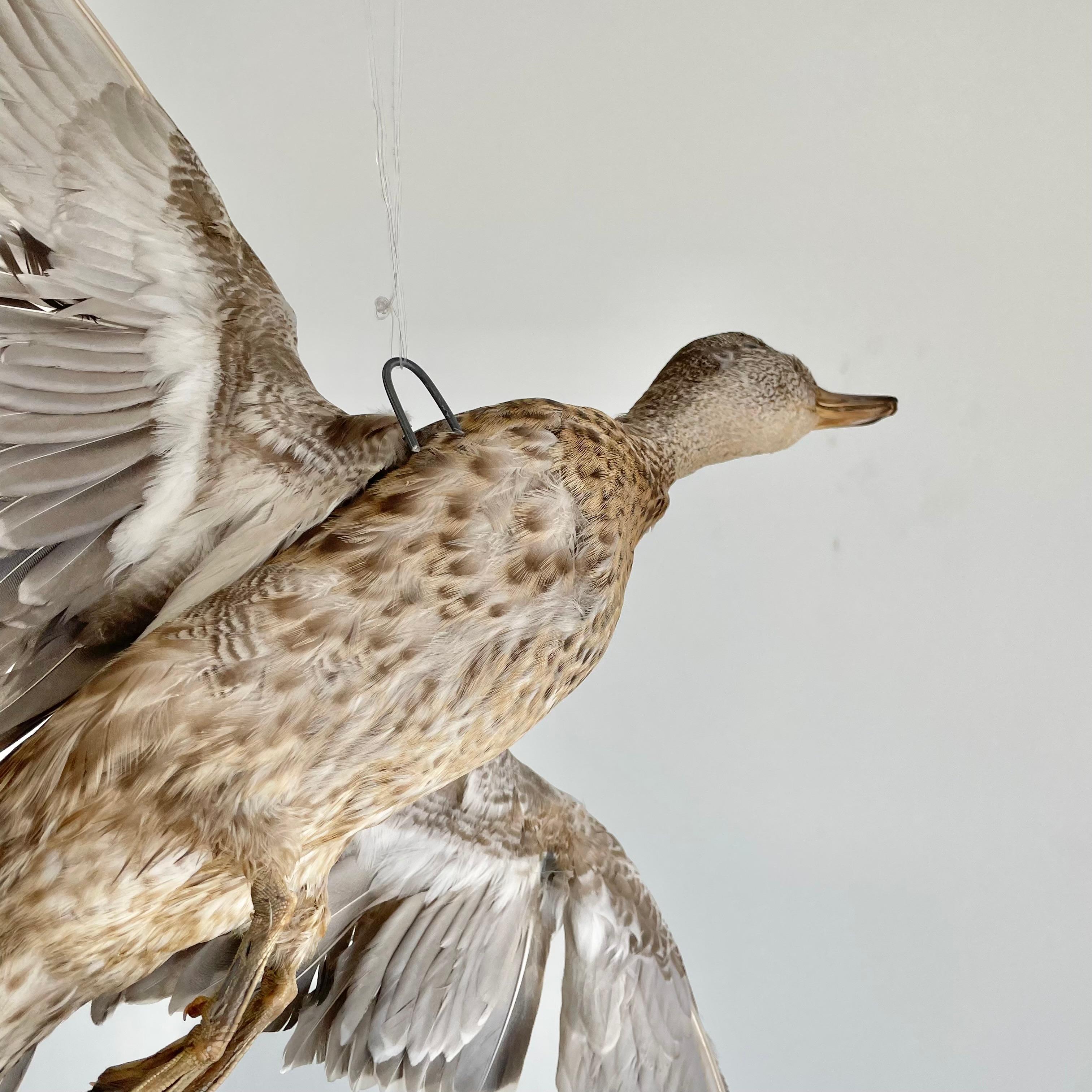 Metal Taxidermy Duck, 1980s