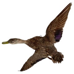 Taxidermy Duck, 1980s
