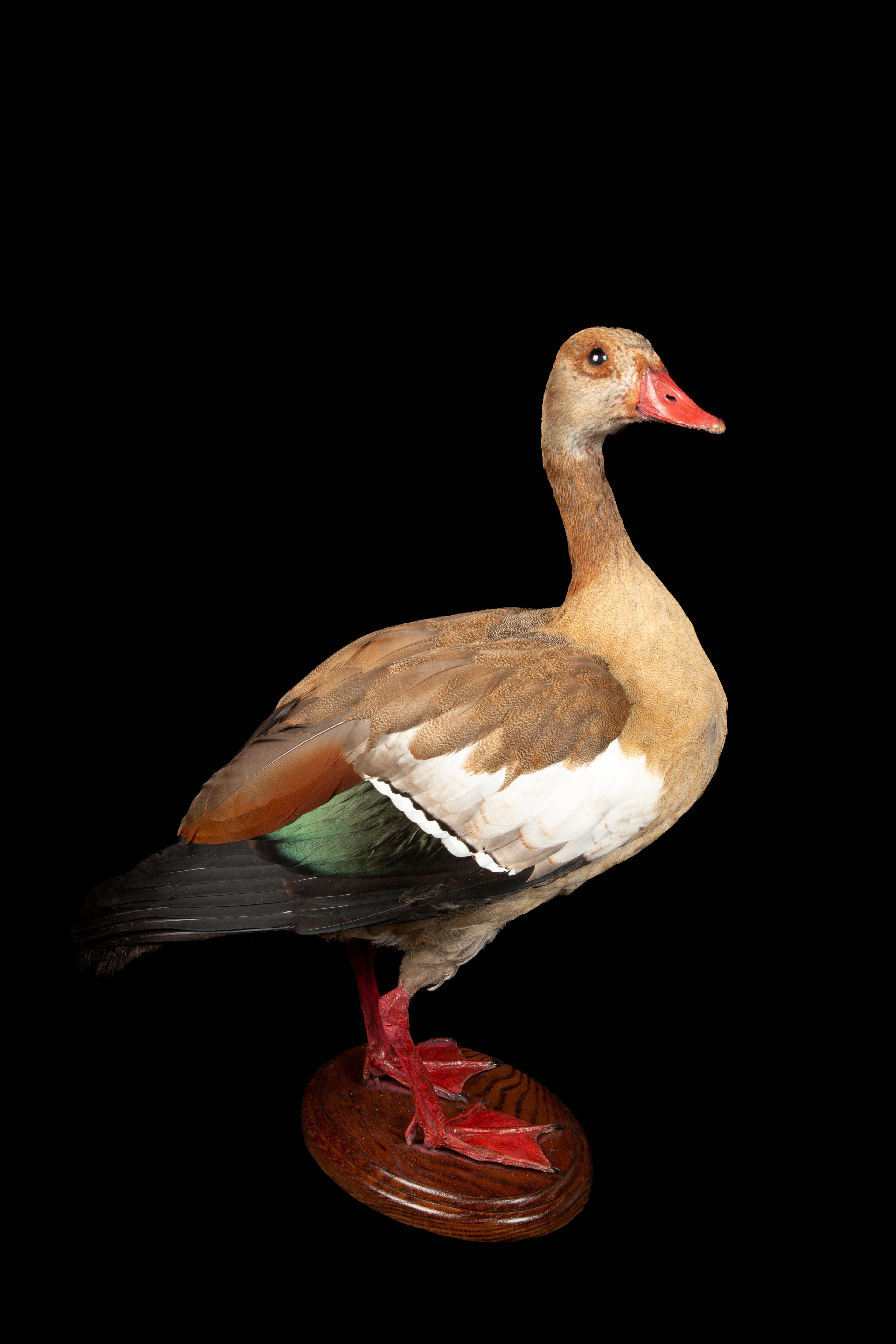 Meticulously crafted Taxidermy Egyptian Goose. Though often mistaken for a goose, this splendid avian specimen is more accurately aligned with the shelduck family and hails from the diverse landscapes of Africa, predominantly inhabiting its eastern