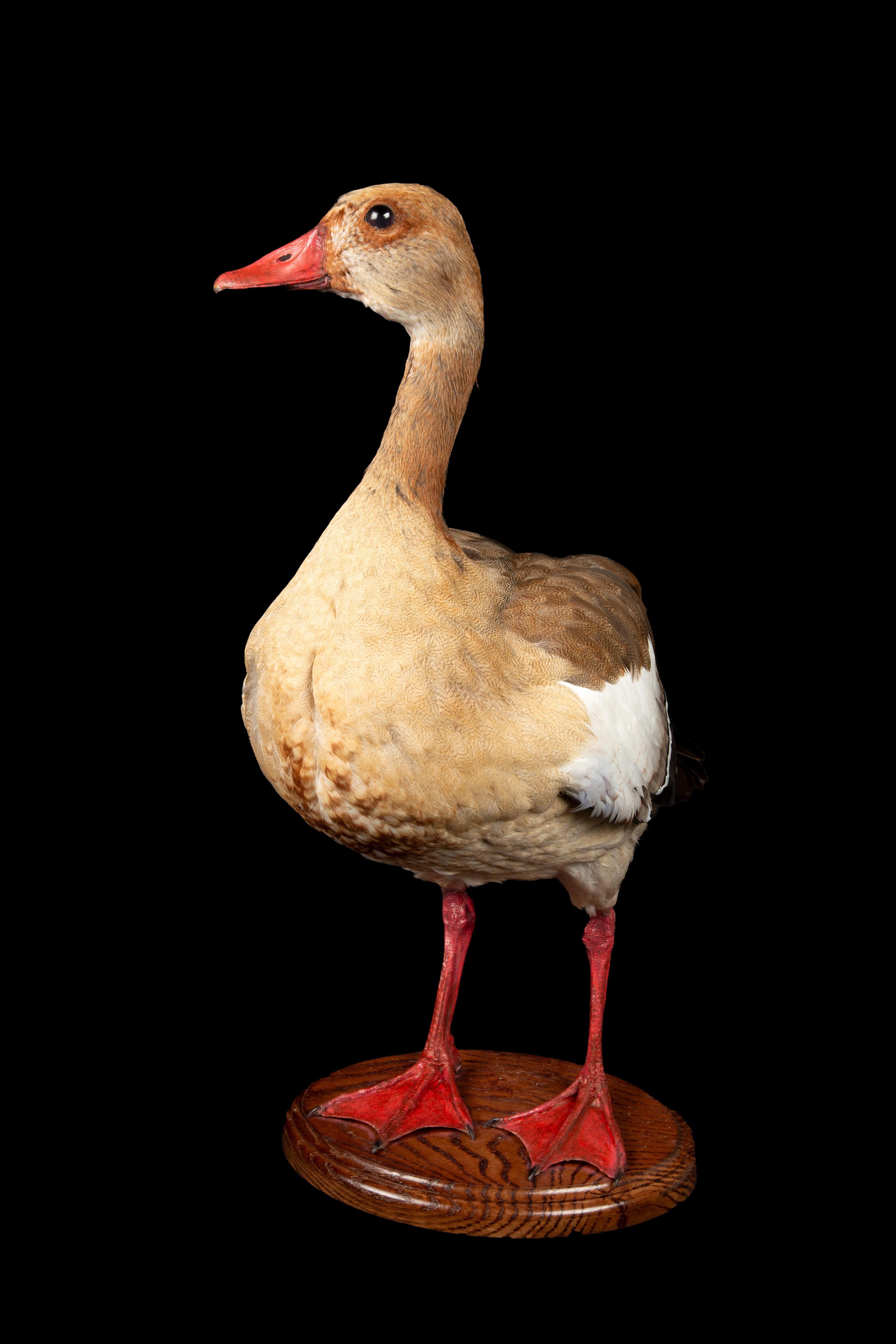 Victorien Taxidermy Egyptian Goose en vente