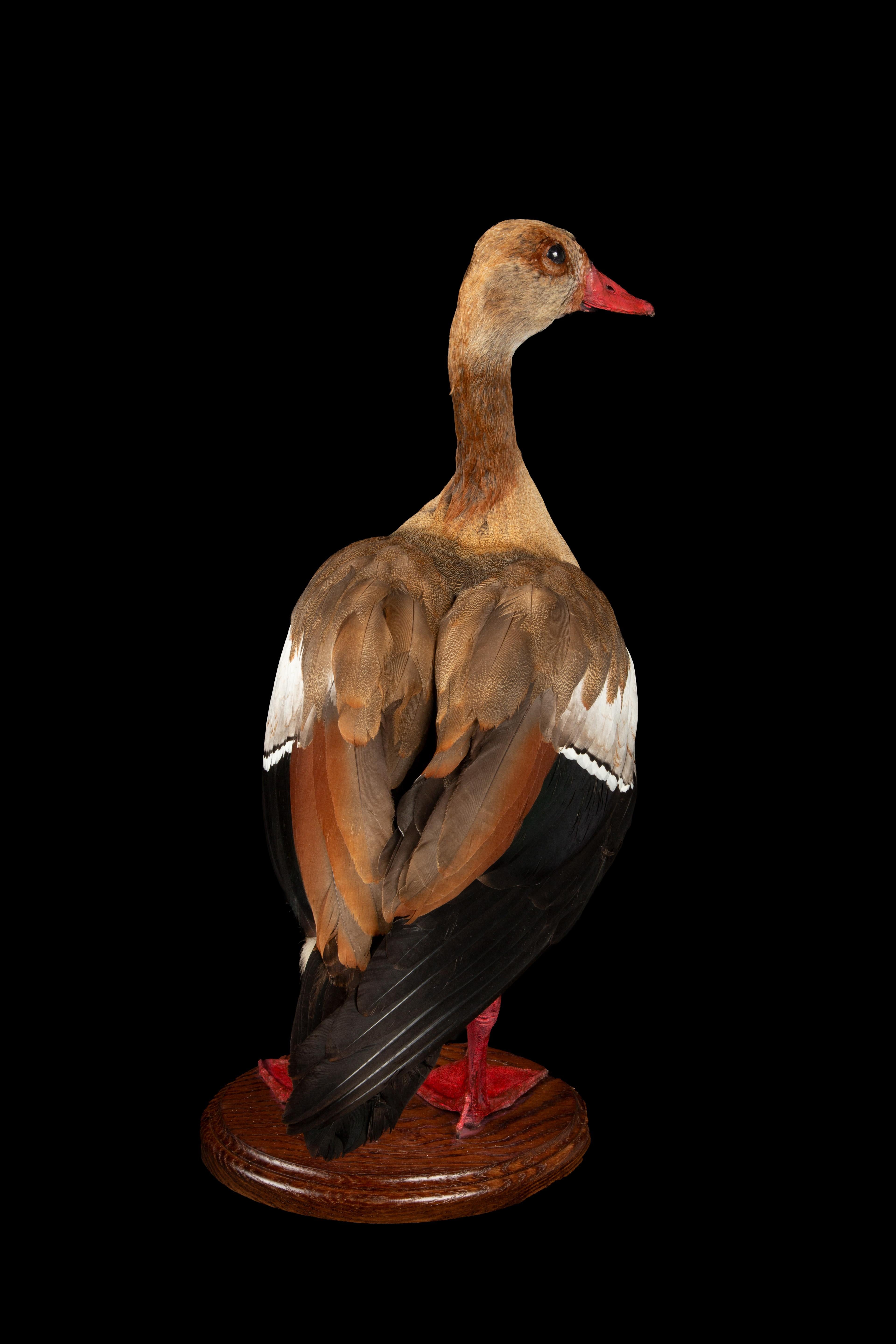 Américain Taxidermy Egyptian Goose en vente