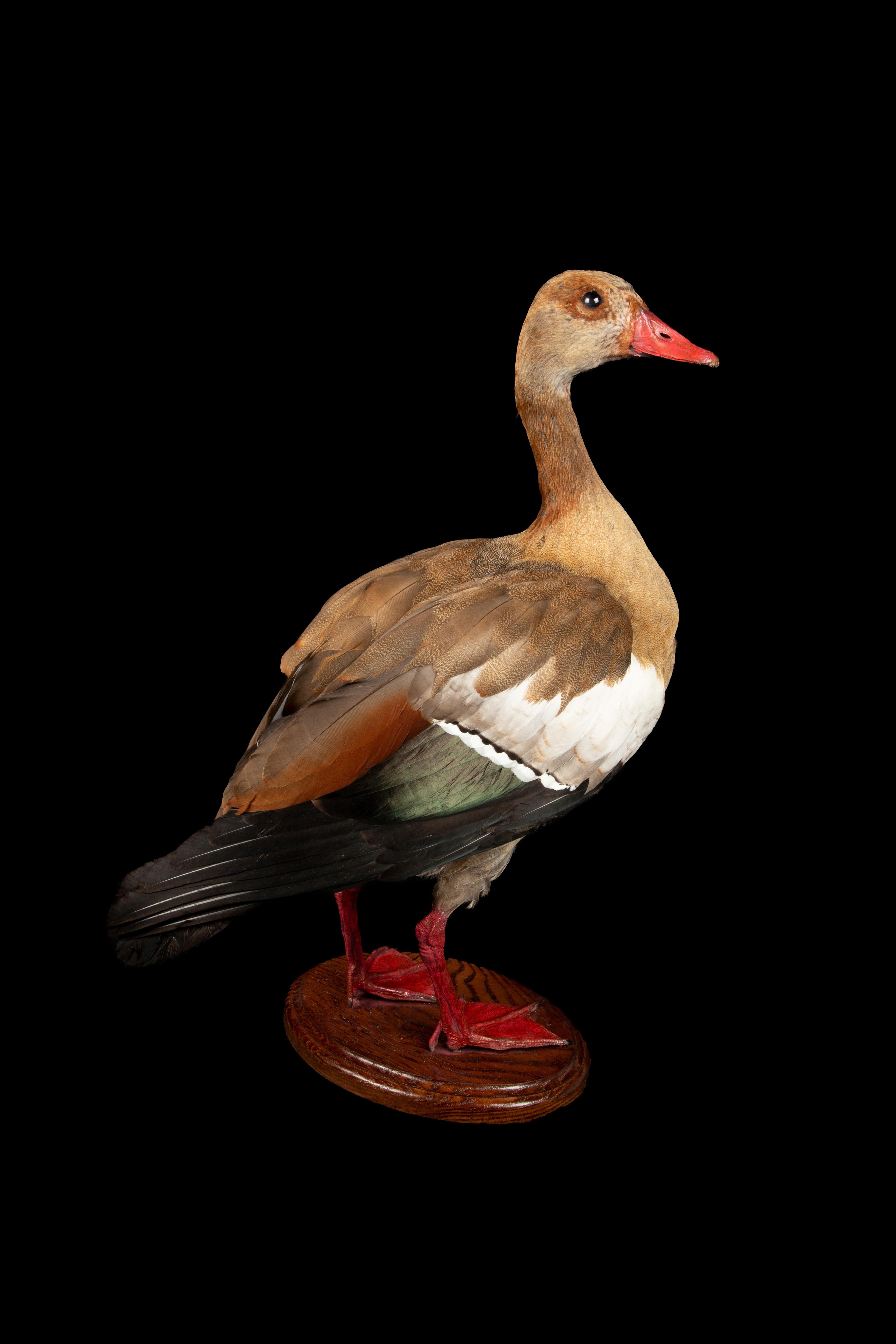 Victorian Taxidermy Egyptian Goose For Sale
