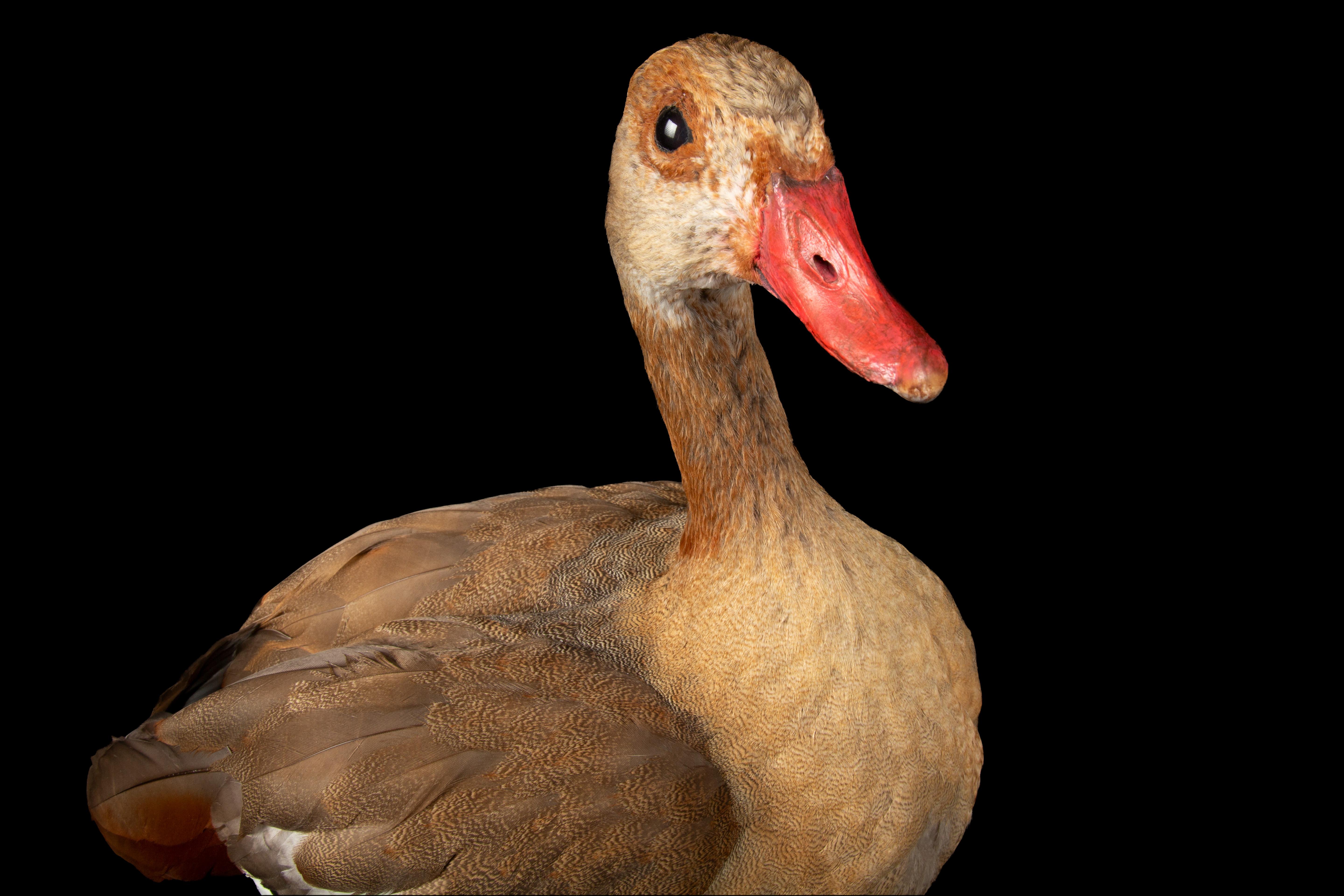 American Taxidermy Egyptian Goose For Sale