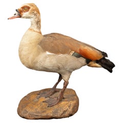 Taxidermy Egyptian Goose Mounted on Faux Rock