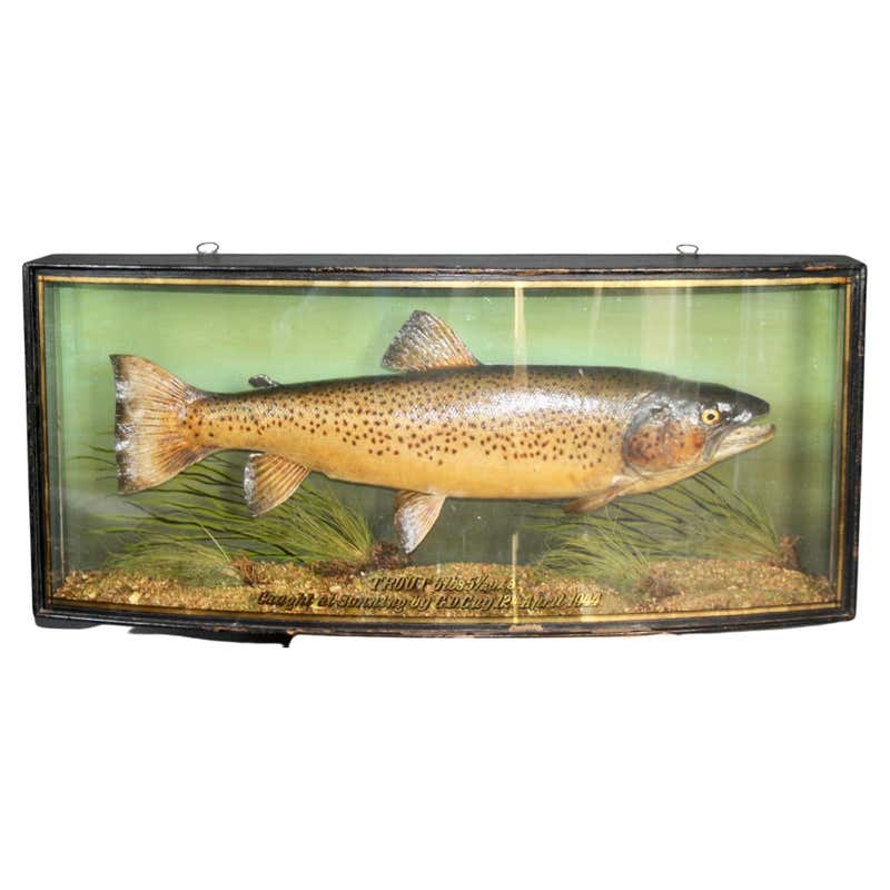 Big Taxidermy Fish For Sale at 1stDibs