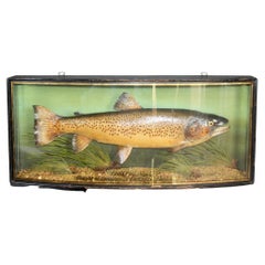 Taxidermy Fish by J. Cooper & Sons Cabinet Maker 