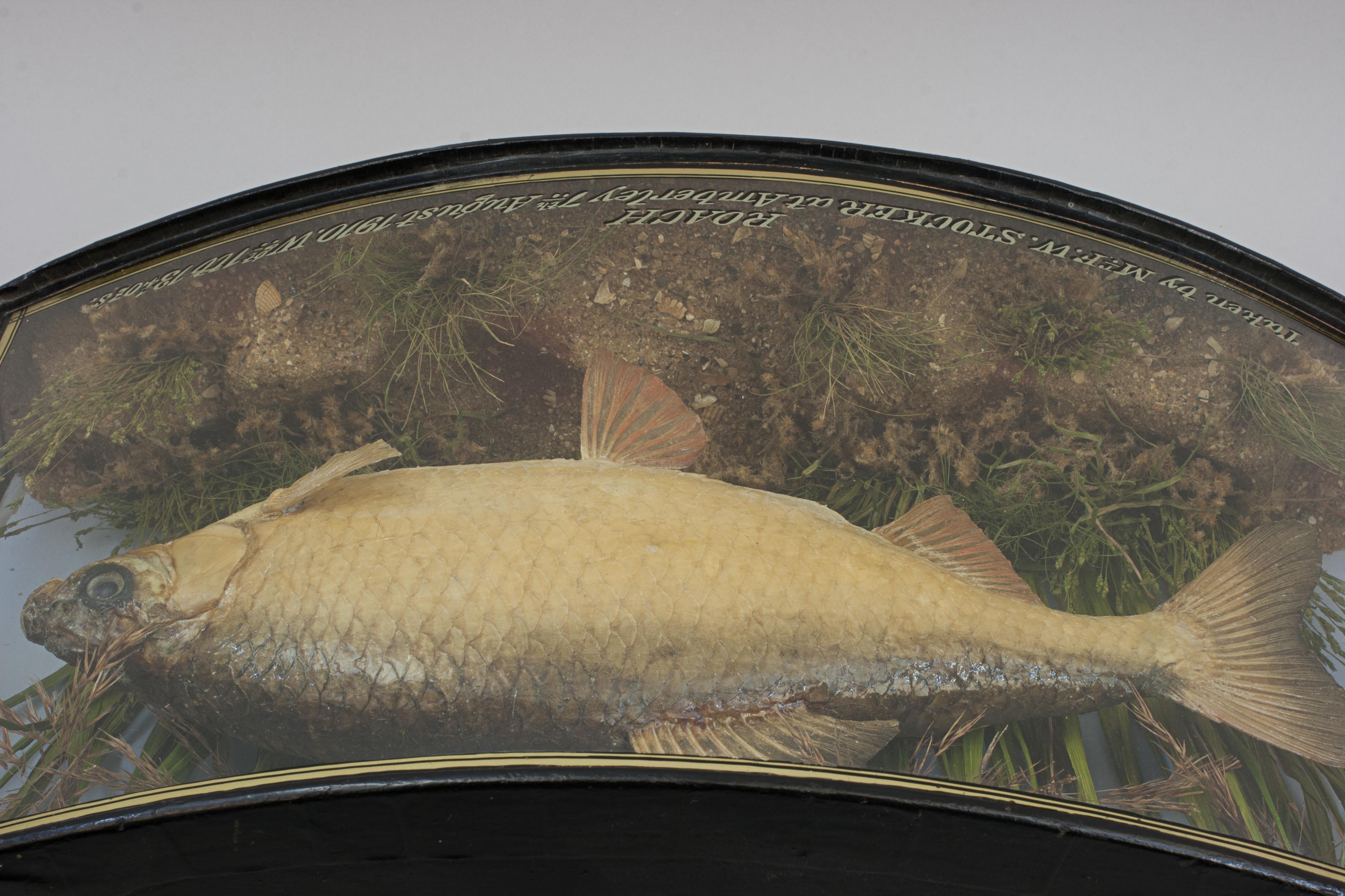 Fish in Bow Fronted Case, Roach en vente 5