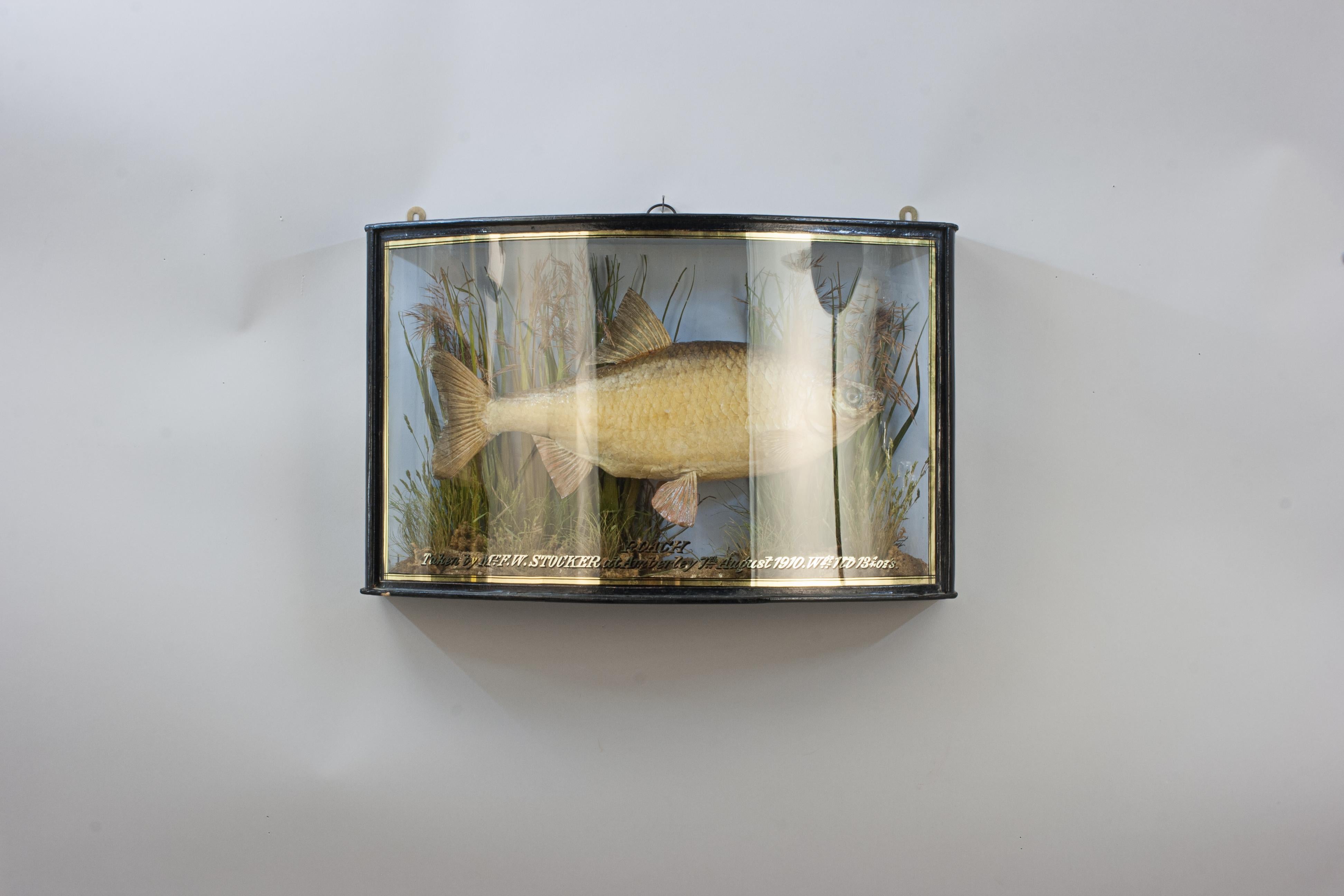 Fish in Bow Fronted Case, Roach en vente 6