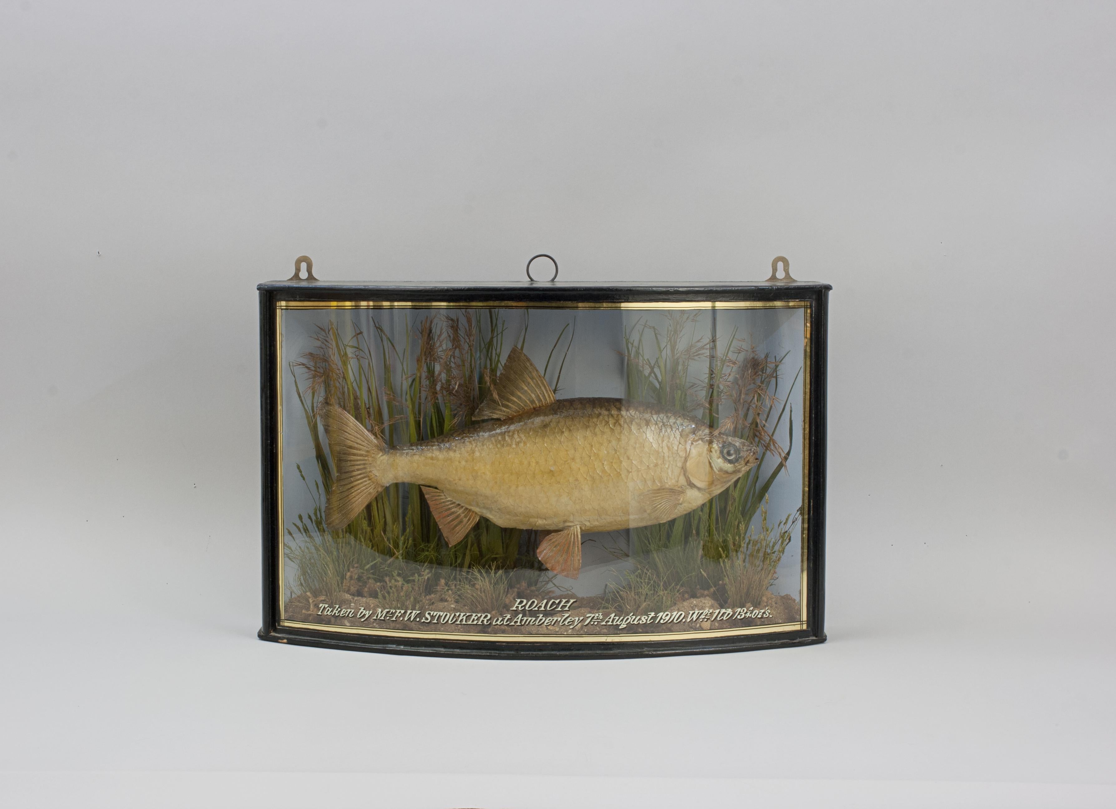Fish in Bow Fronted Case, Roach en vente 7