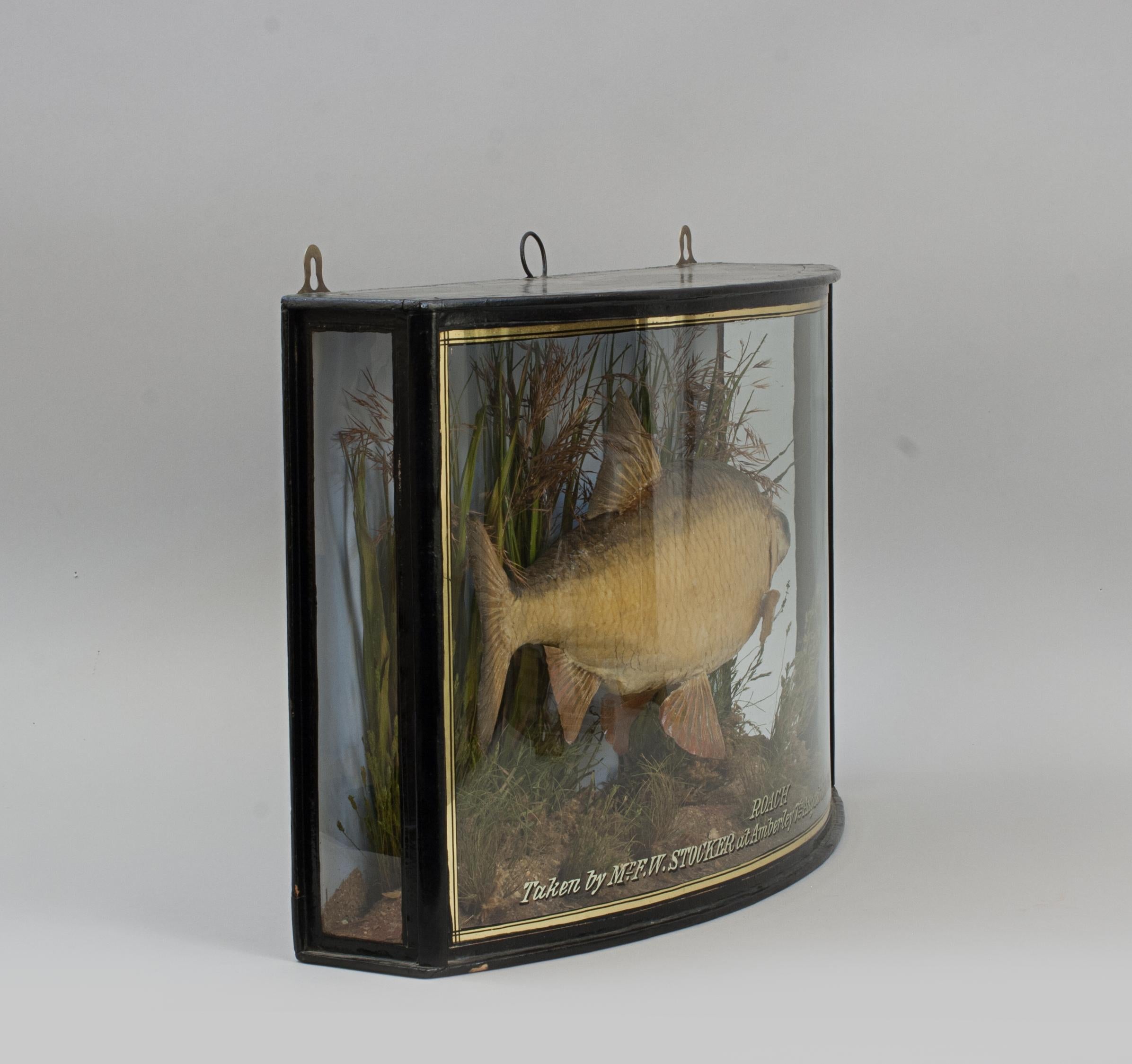 Taxidermie, poissons conservés, gardons en boîte.
Un gardon encastré dans un bel étui à façade arquée avec des lignes et des écritures dorées. Le coffret contient un gardon astucieusement modélisé sur une toile de fond peinte avec un lit de rivière