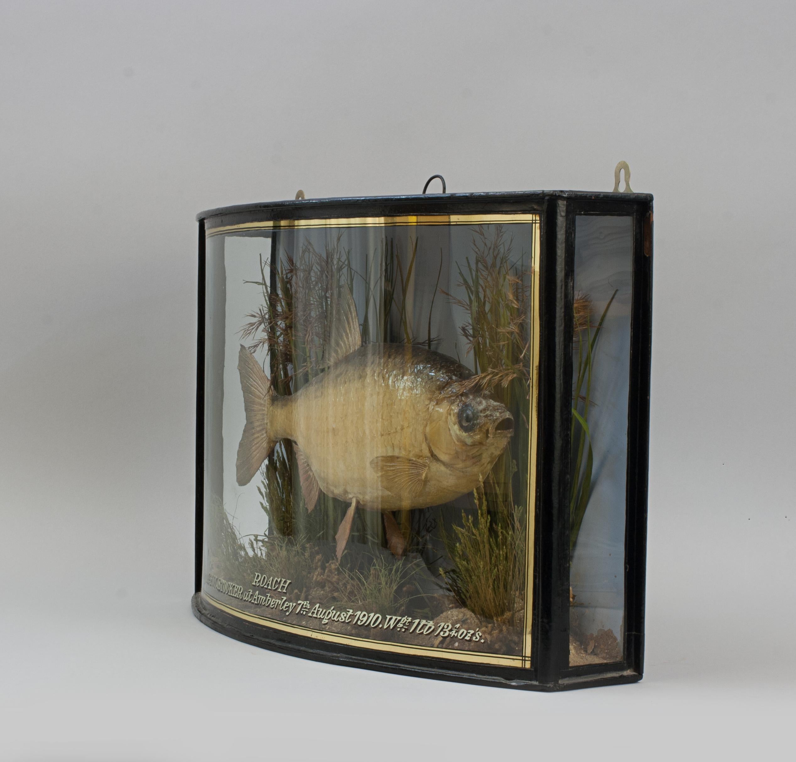 Sporting Art Fish in Bow Fronted Case, Roach en vente