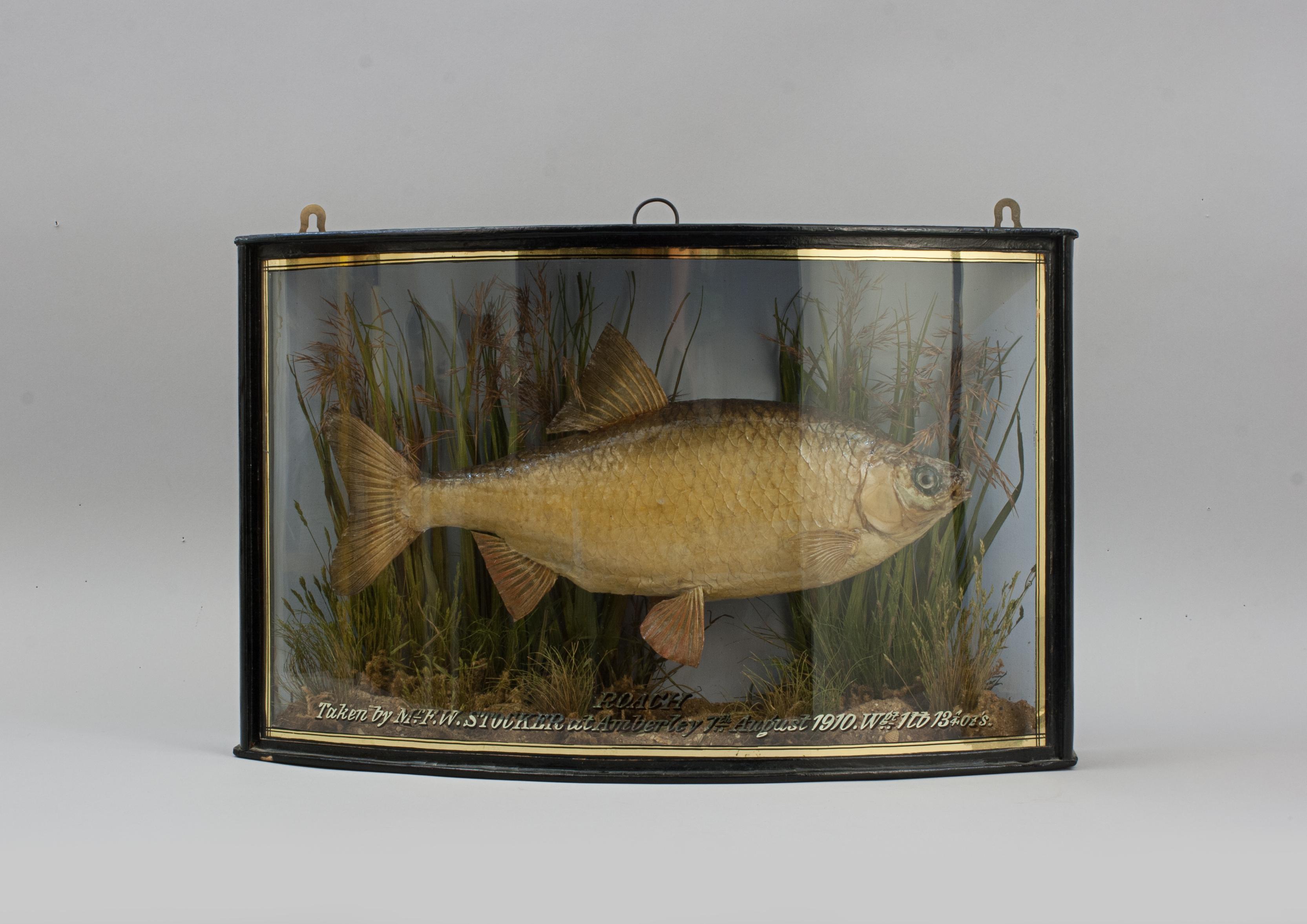Britannique Fish in Bow Fronted Case, Roach en vente
