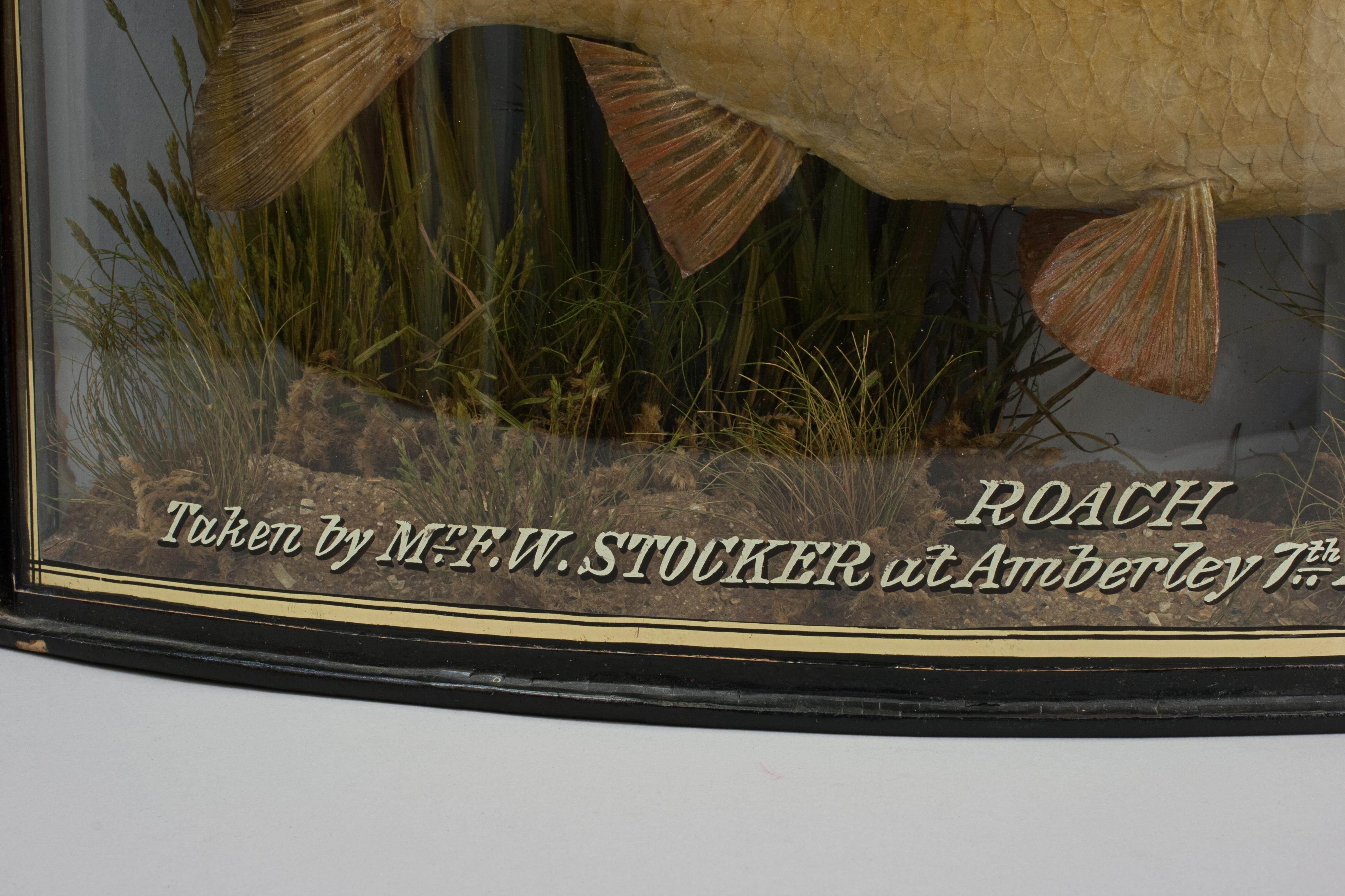 Fish in Bow Fronted Case, Roach Bon état - En vente à Oxfordshire, GB