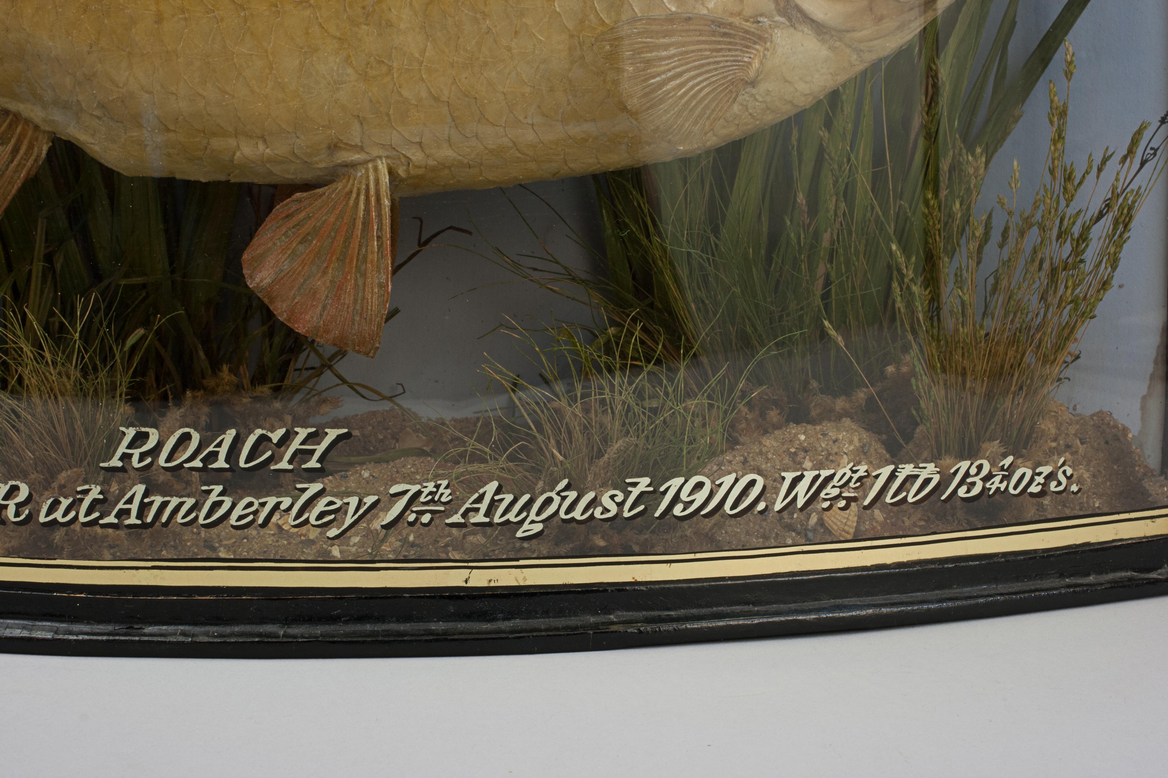 20ième siècle Fish in Bow Fronted Case, Roach en vente