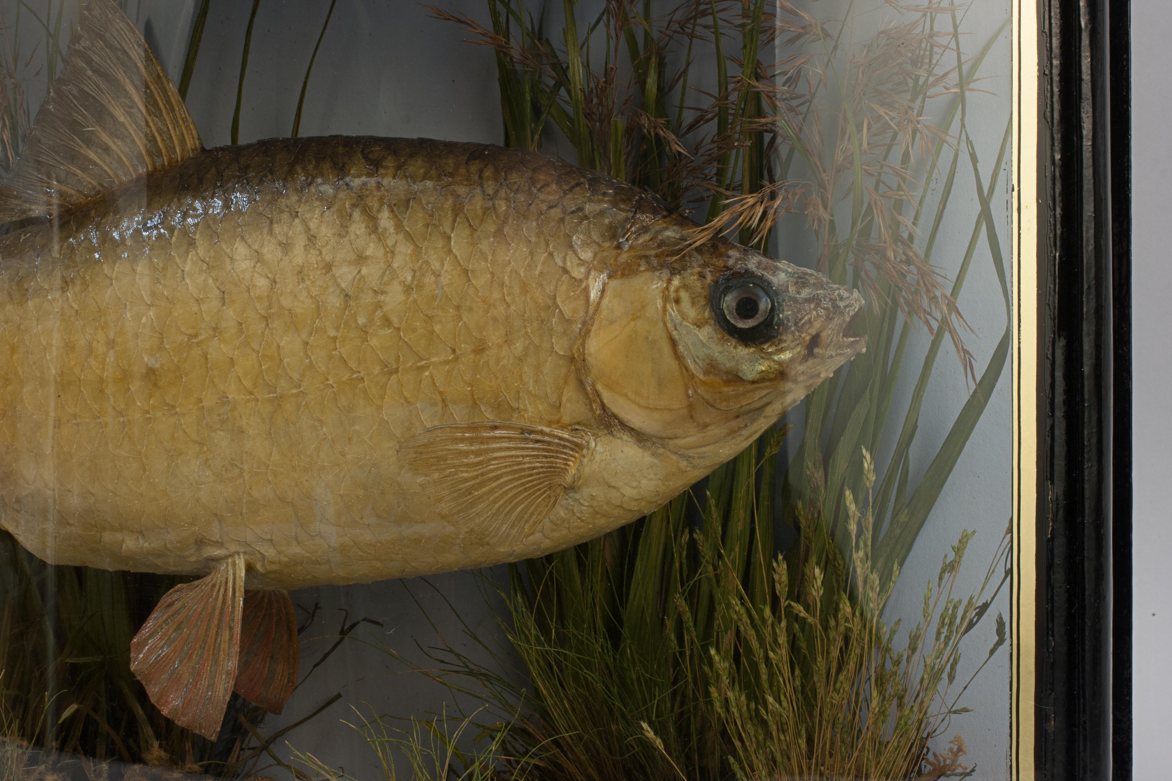 Peau d'animal Fish in Bow Fronted Case, Roach en vente