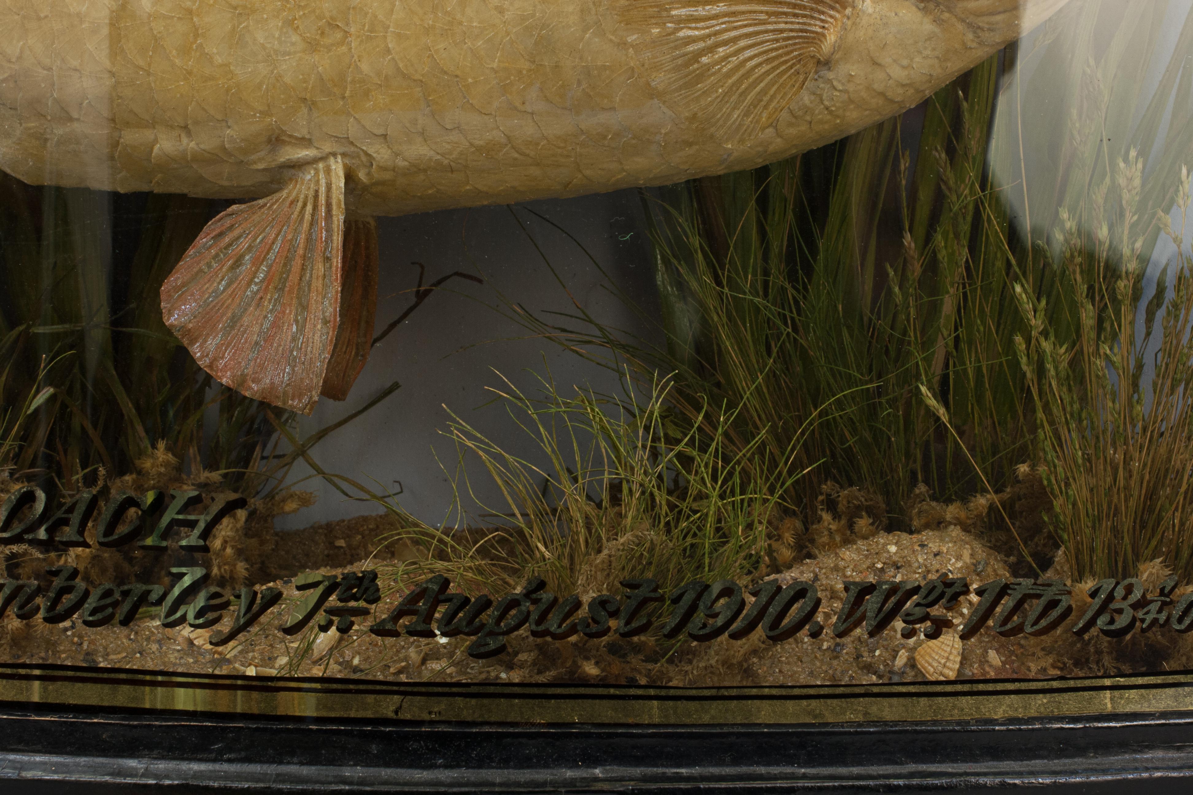 Fish in Bow Fronted Case, Roach en vente 2