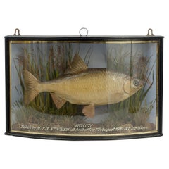 Taxidermie-Fisch in Schleife vorne Gehäuse, Rosenholz