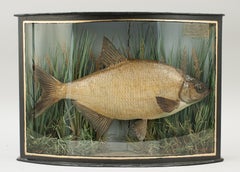 Taxidermy Fish in Bowfronted Case, Bream, Stuffed Fish, River Colne