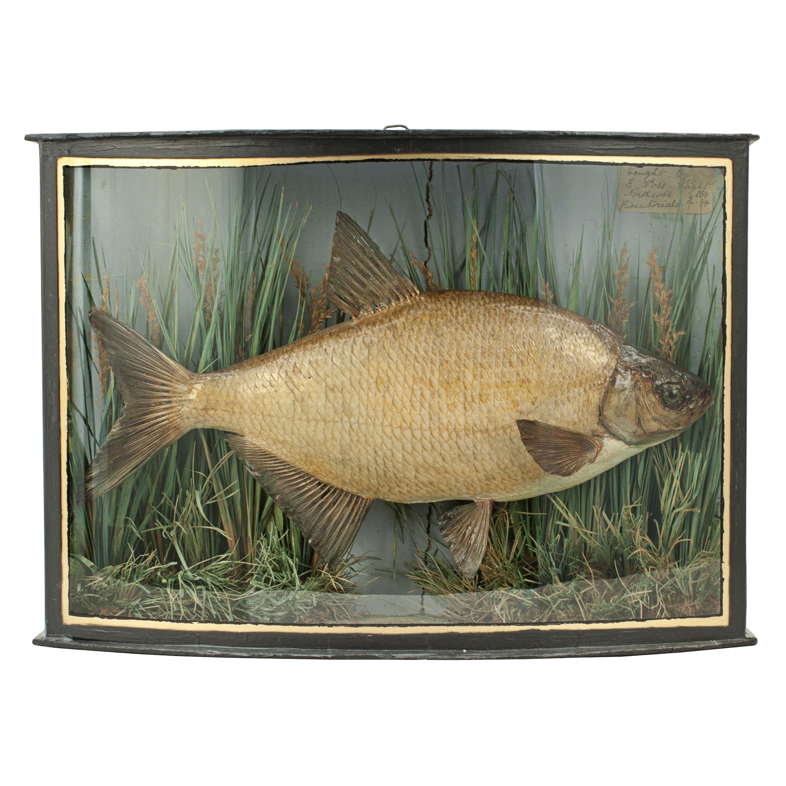 Taxidermy Fish in Bowfronted Case, Bream, Stuffed Fish, River Colne