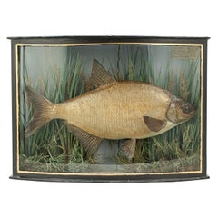 Antique Taxidermy Fish in Bowfronted Case, Bream, Stuffed Fish, River Colne