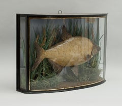Taxidermy Fish in Bowfronted Display Case, Bream