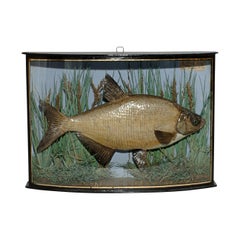 Taxidermy Fish in Bowfronted Display Case, Bream