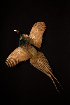 Taxidermy Flying Ring-Neck Pheasant - Exquisite Wall Mount