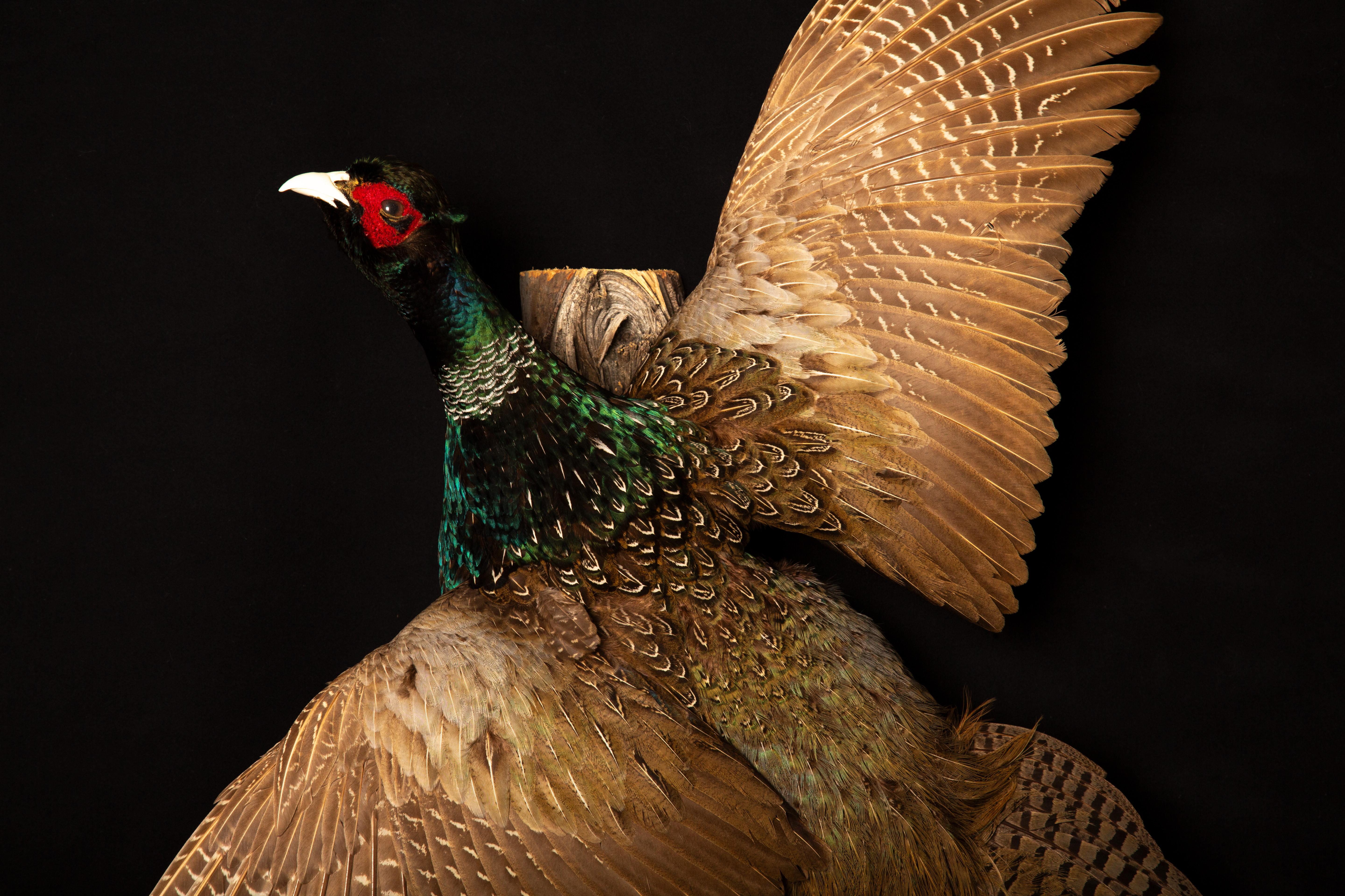 flying pheasant mounts