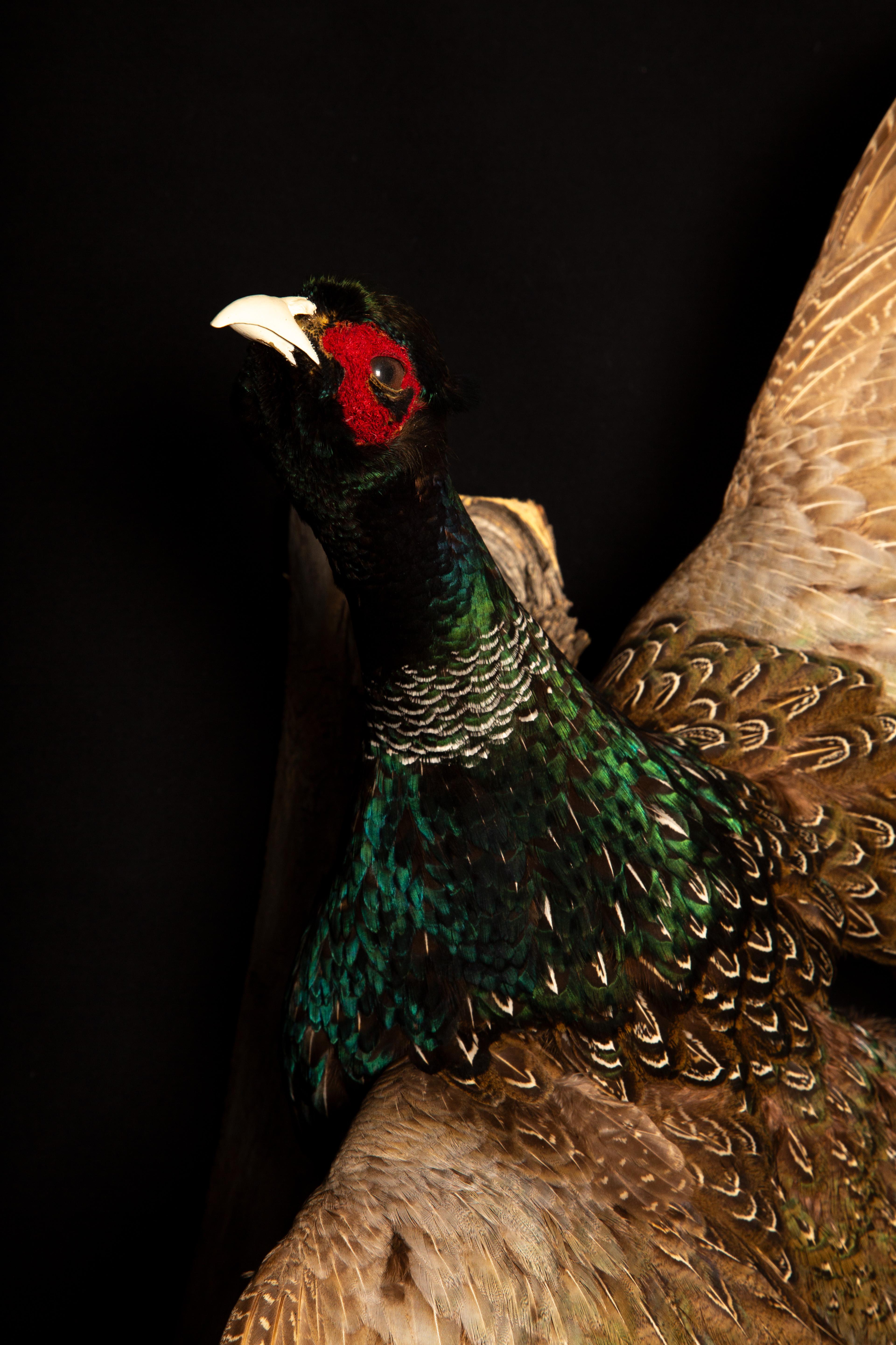 Taxidermy Flying Ring-Neck Pheasant - Exquisite Wall Mount In New Condition In New York, NY