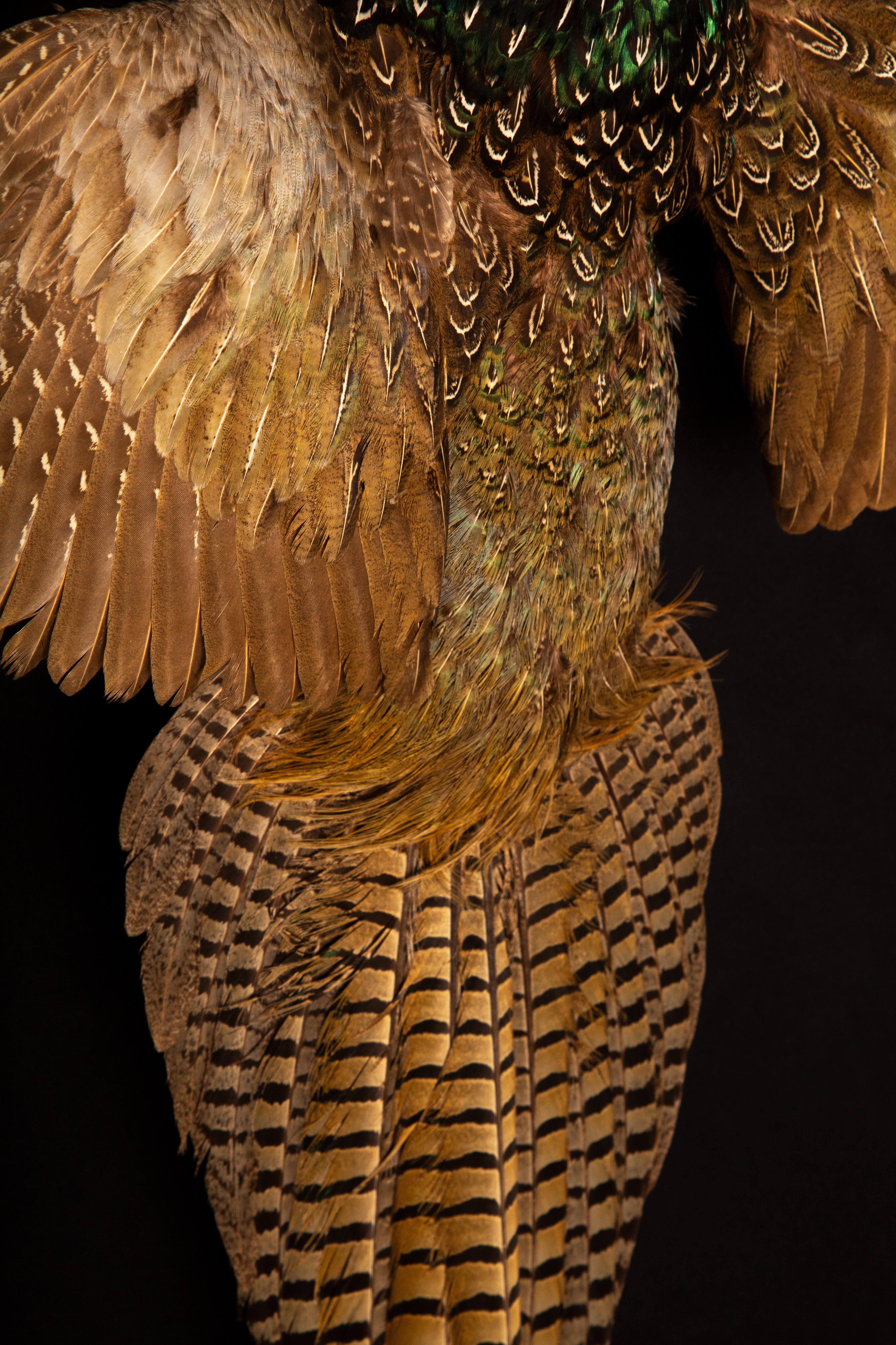 Contemporary Taxidermy Flying Ring-Neck Pheasant - Exquisite Wall Mount