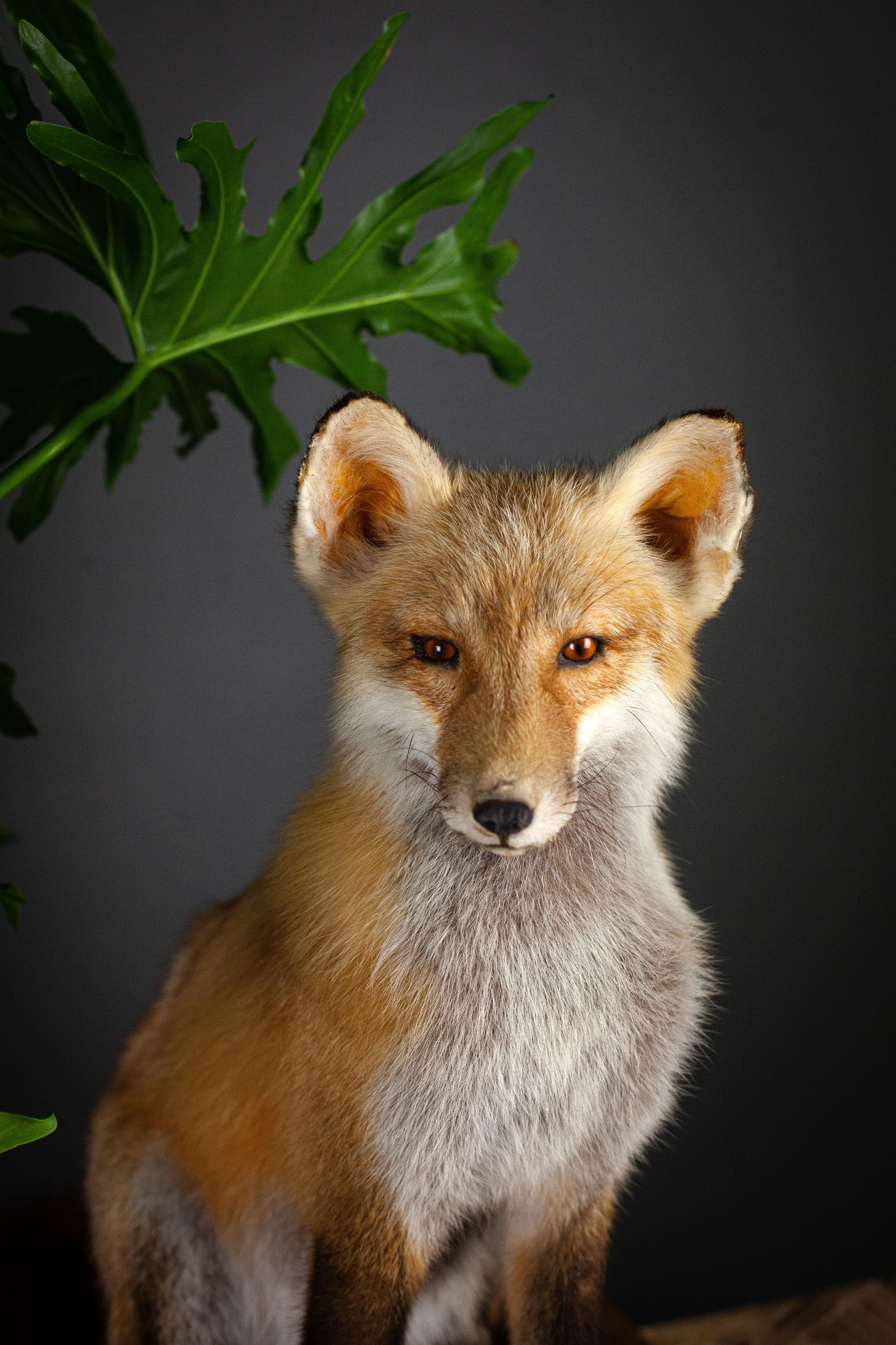 Fleurdetroit presents for your consideration this vintage fox taxidermy. 

American in origin, this handsome fella is looking for the perfect cottage or gentleman's study.