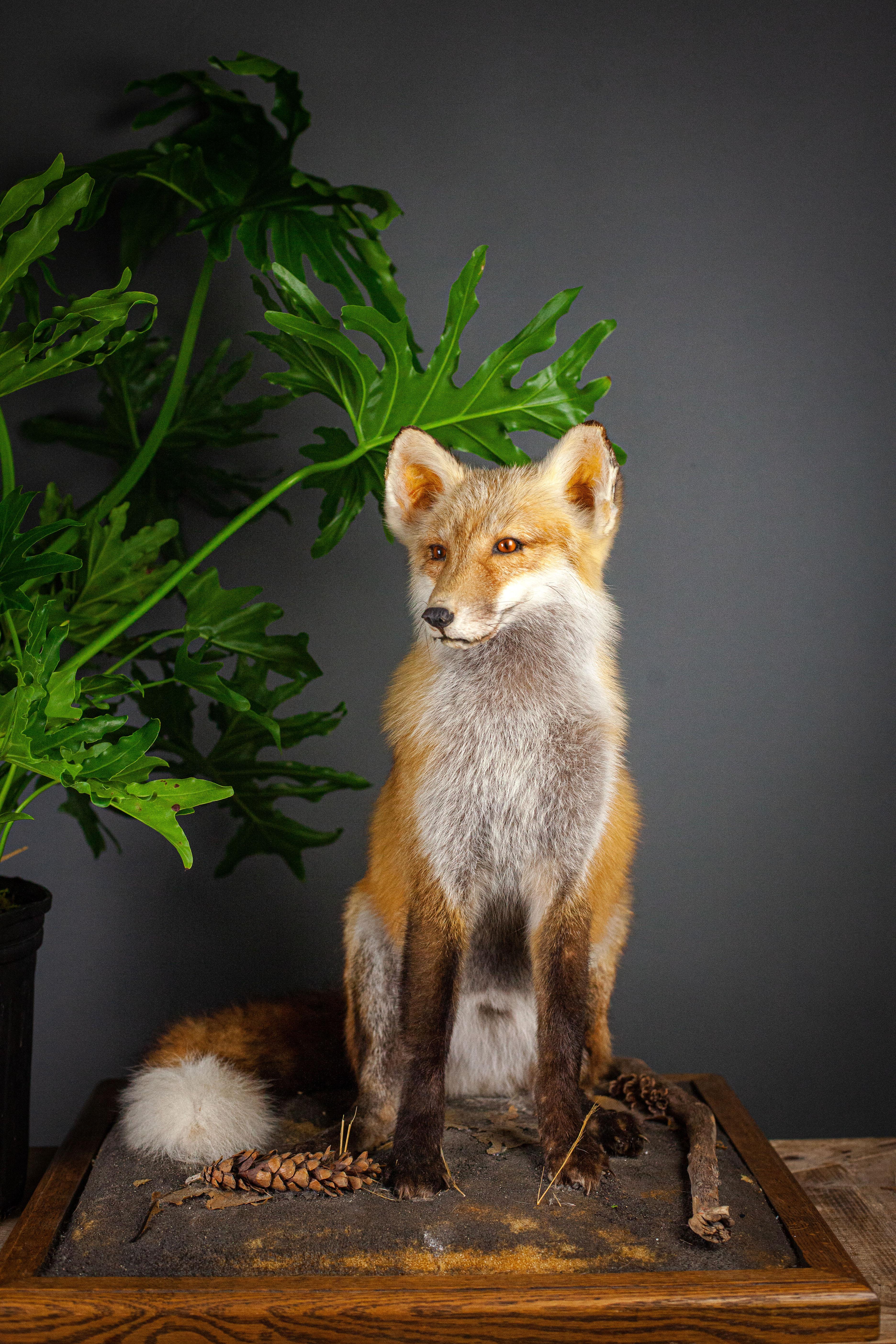 taxidermy fox sitting
