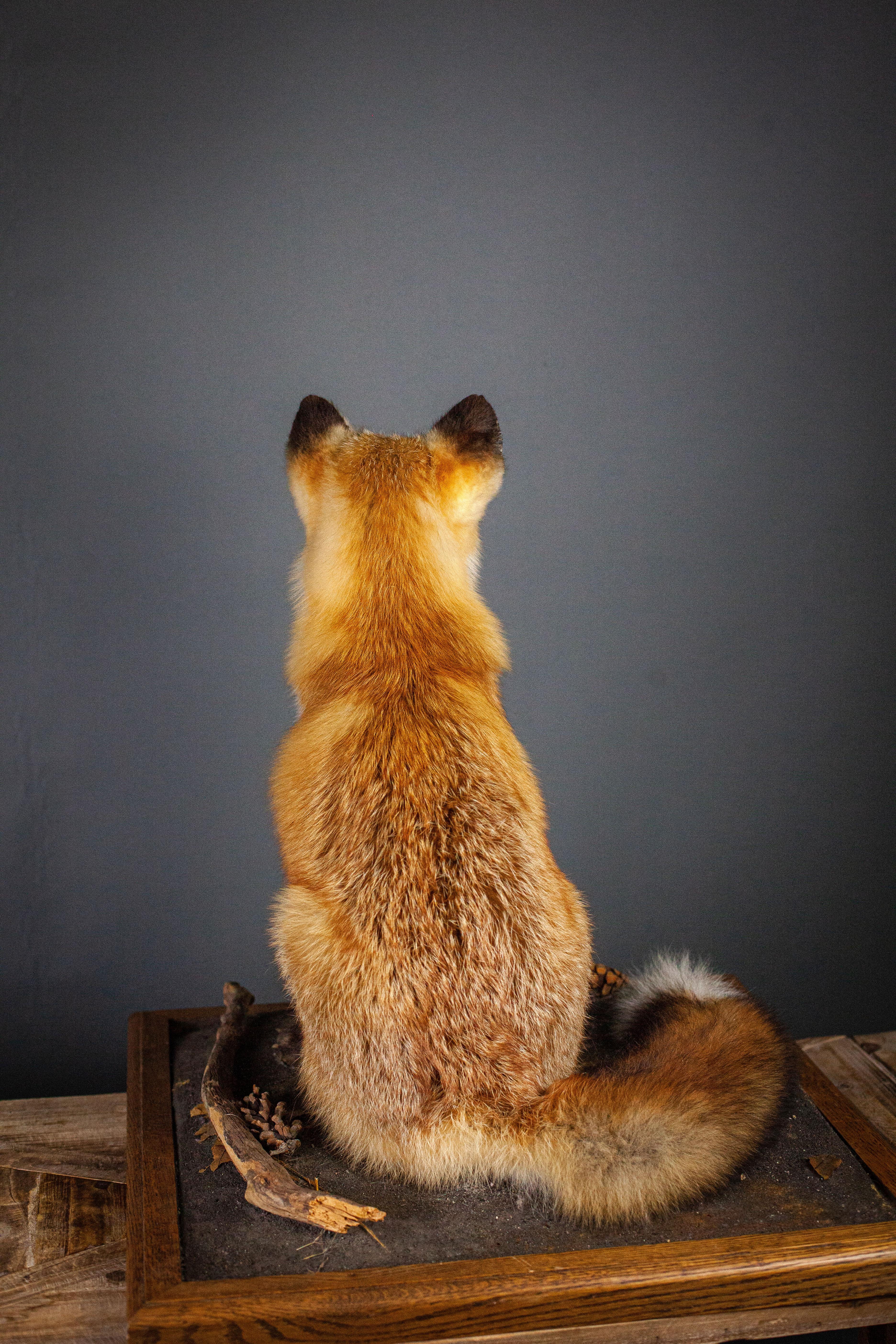 Other Taxidermy Fox
