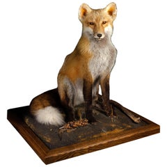 Taxidermy Fox