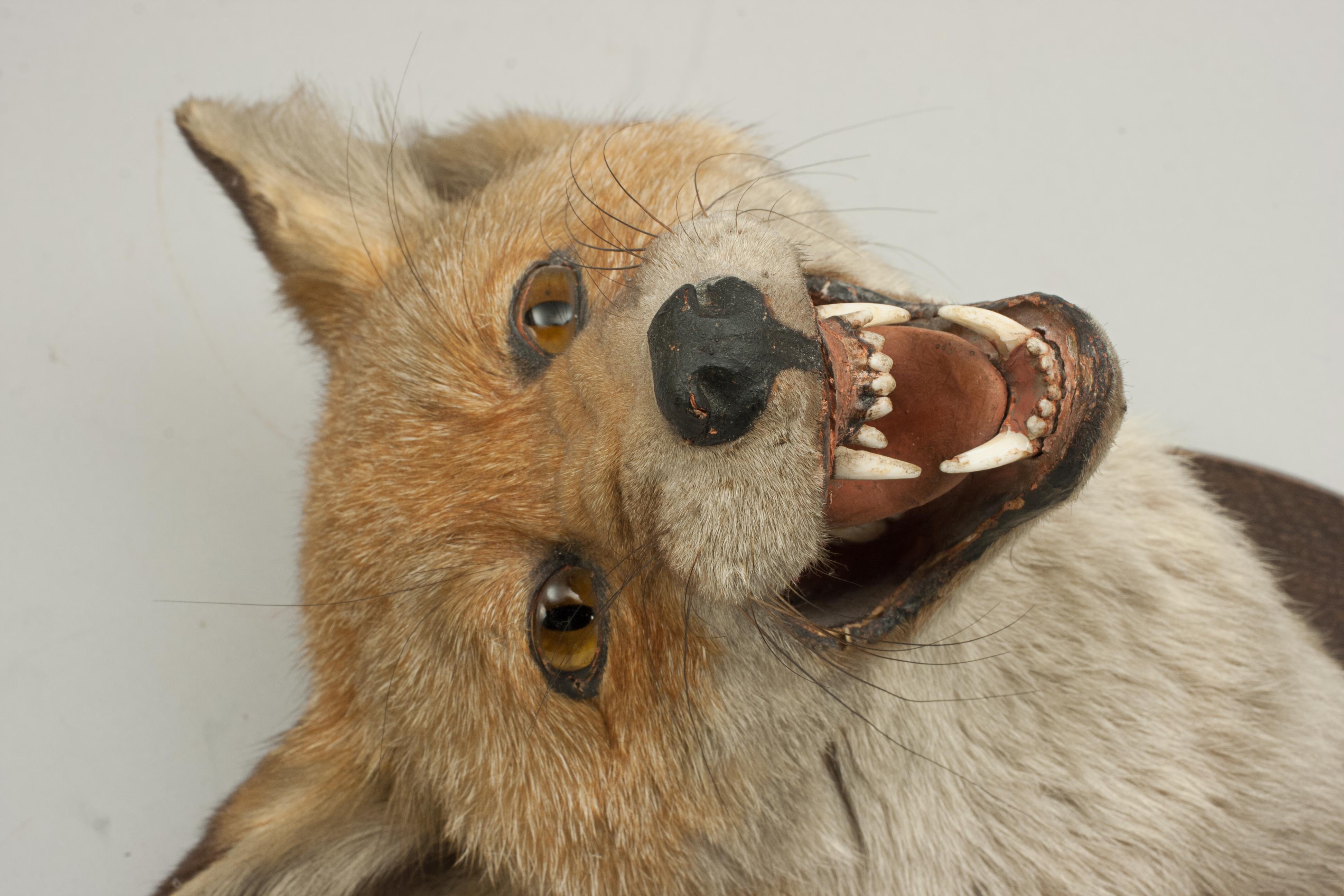 Animal Skin Taxidermy Fox's Mask by Spicer of Lemington For Sale