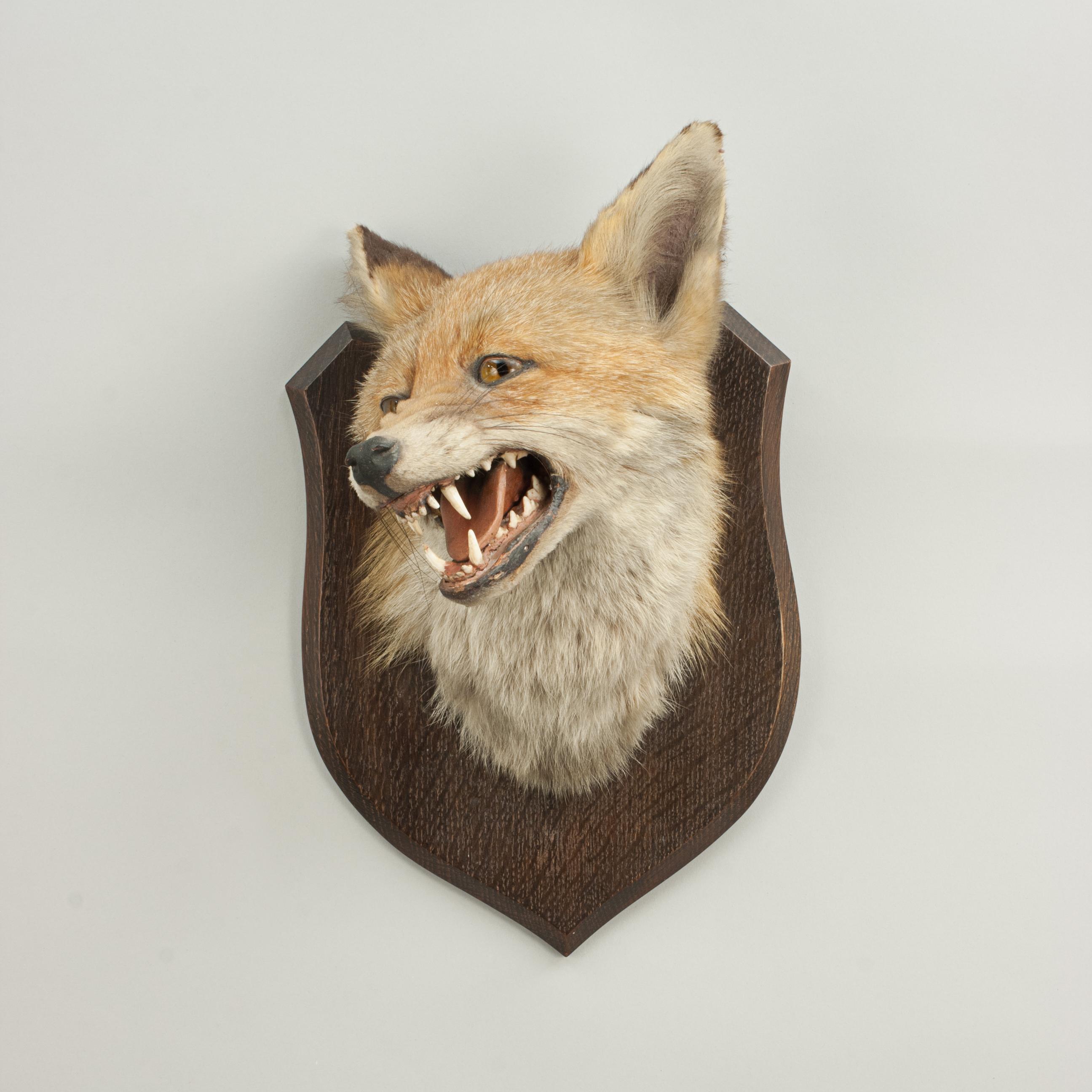 Taxidermy Fox's Mask by Spicer of Lemington For Sale 1