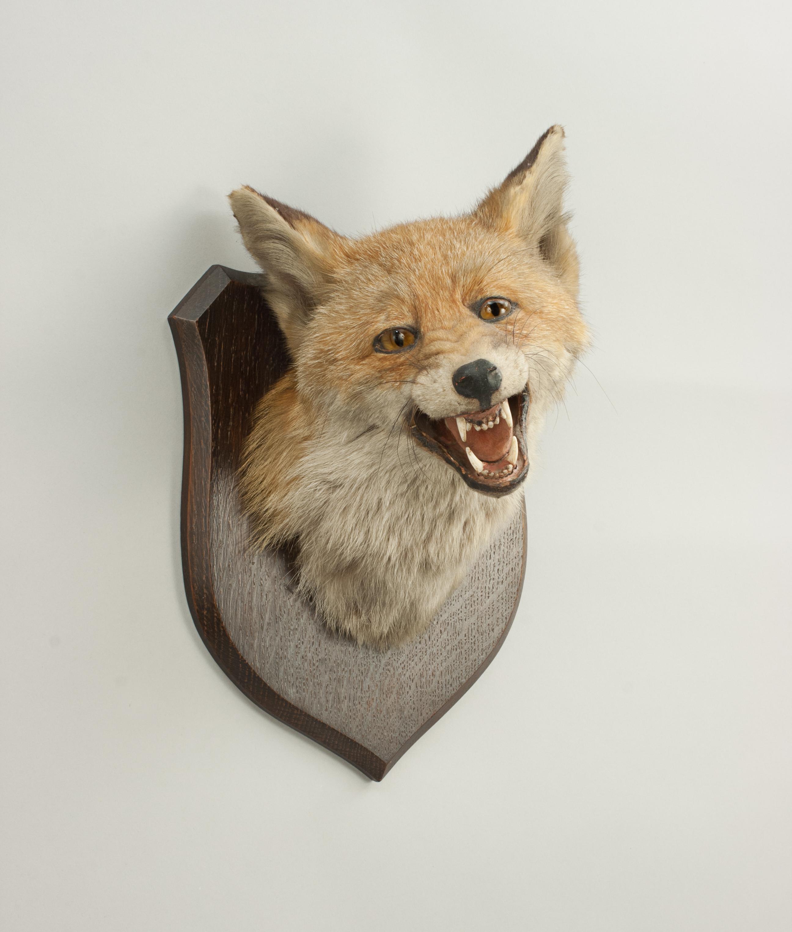 Vintage Fox Mask By Peter Spicer.
This prepared fox mask, fox head, is mounted on a good quality oak shield impressed to reverse 'P. Spicer & Sons, Leamington'. The fox is mounted looking right, facing him our left, with a snarling pose with which