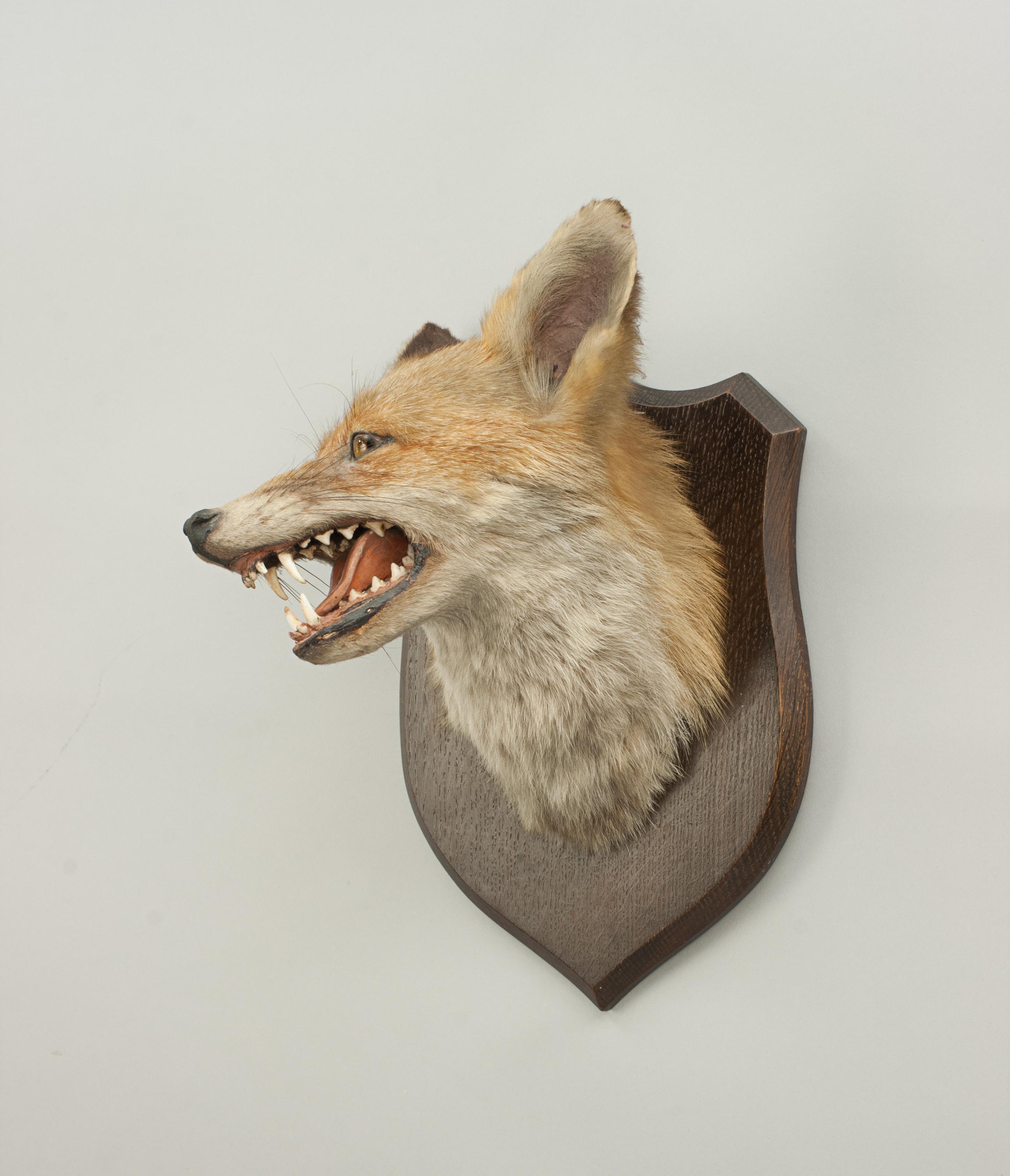 bad fox taxidermy