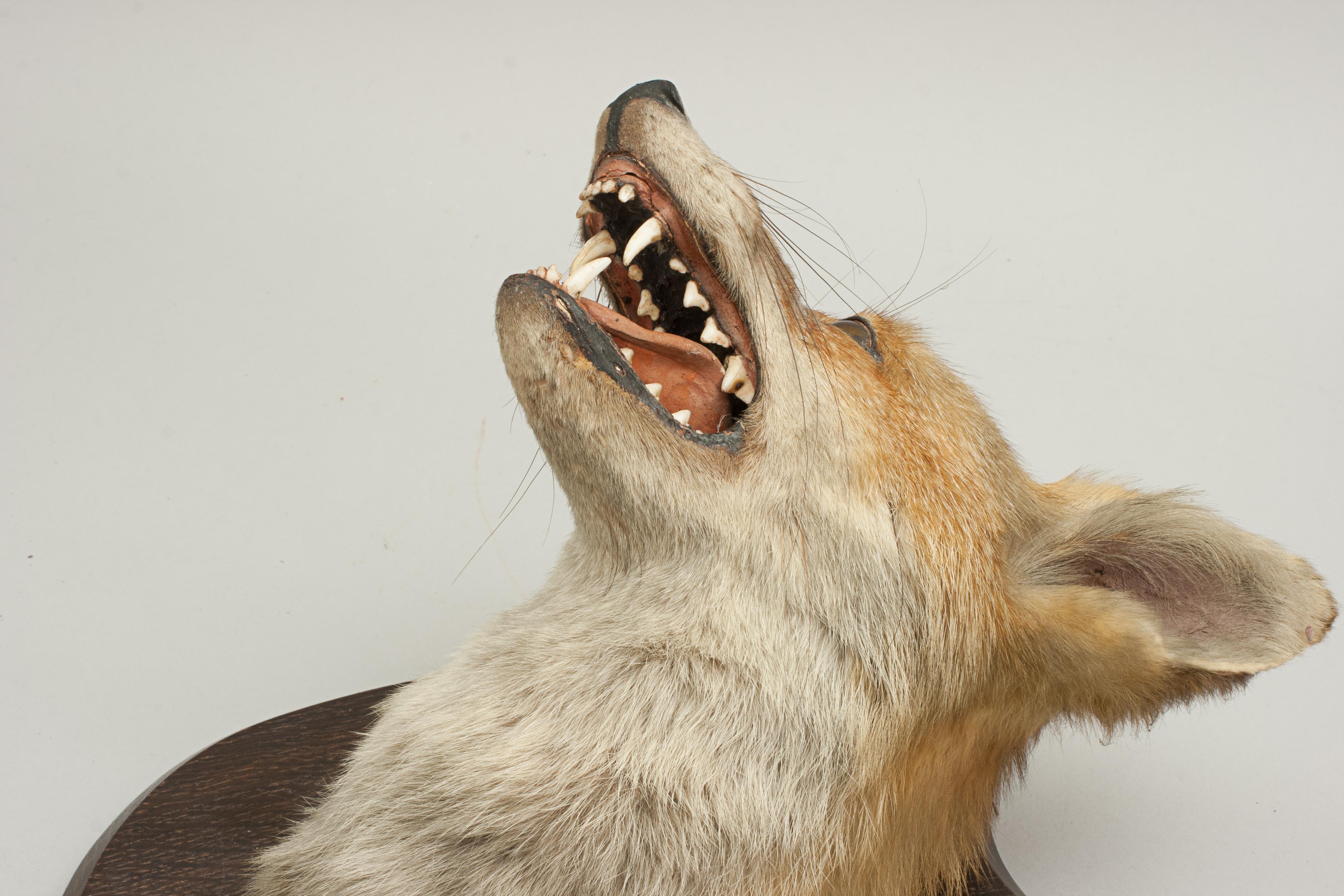bad taxidermy fox for sale