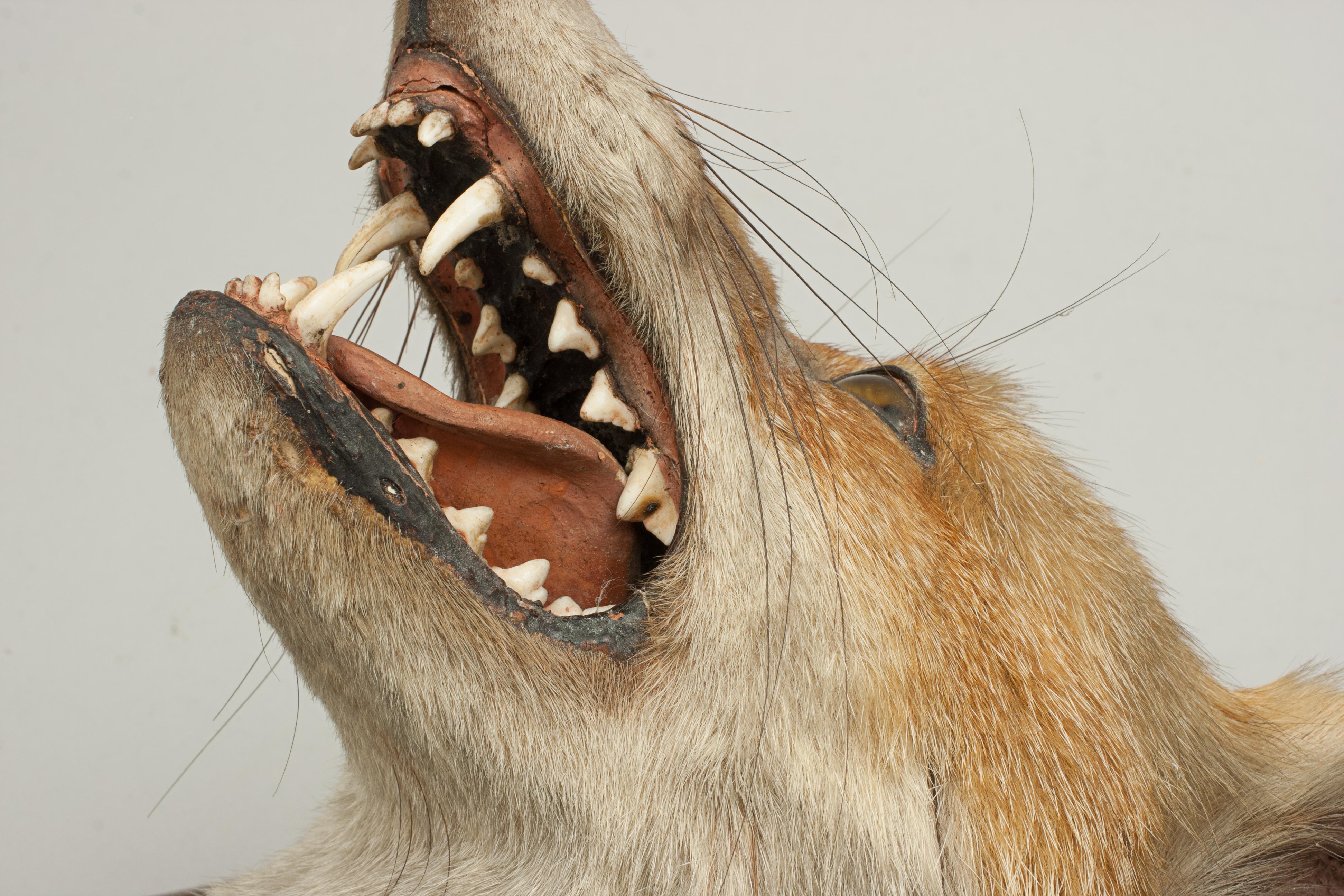 Sporting Art Taxidermy Fox's Mask by Spicer of Lemington For Sale