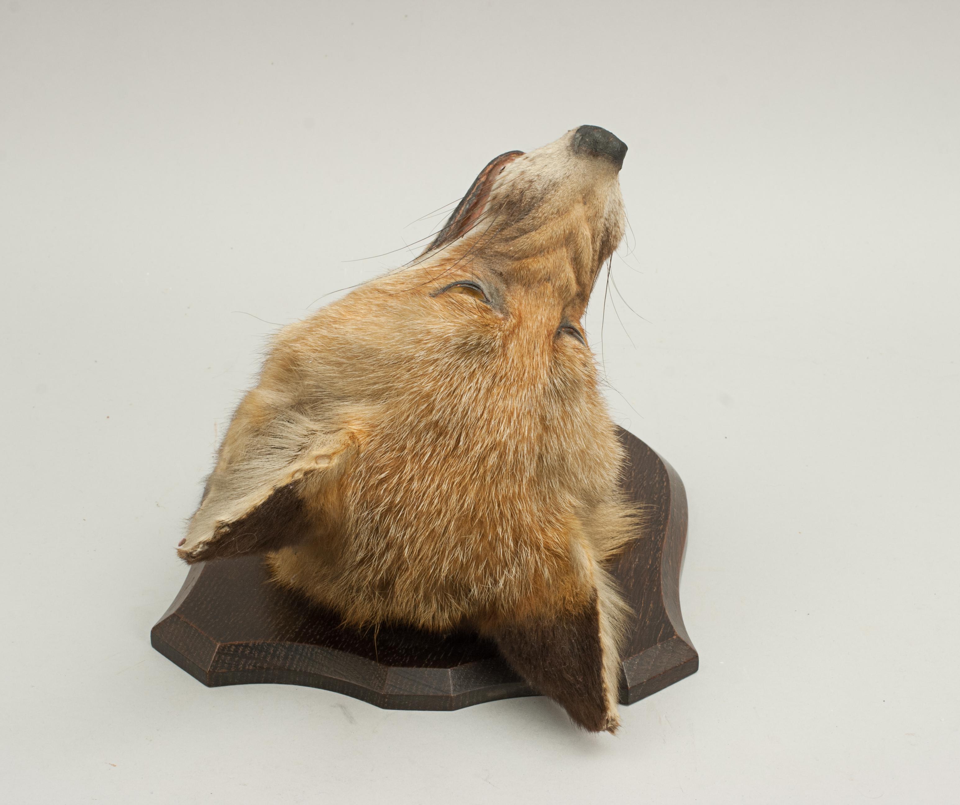 Early 20th Century Taxidermy Fox's Mask by Spicer of Lemington For Sale
